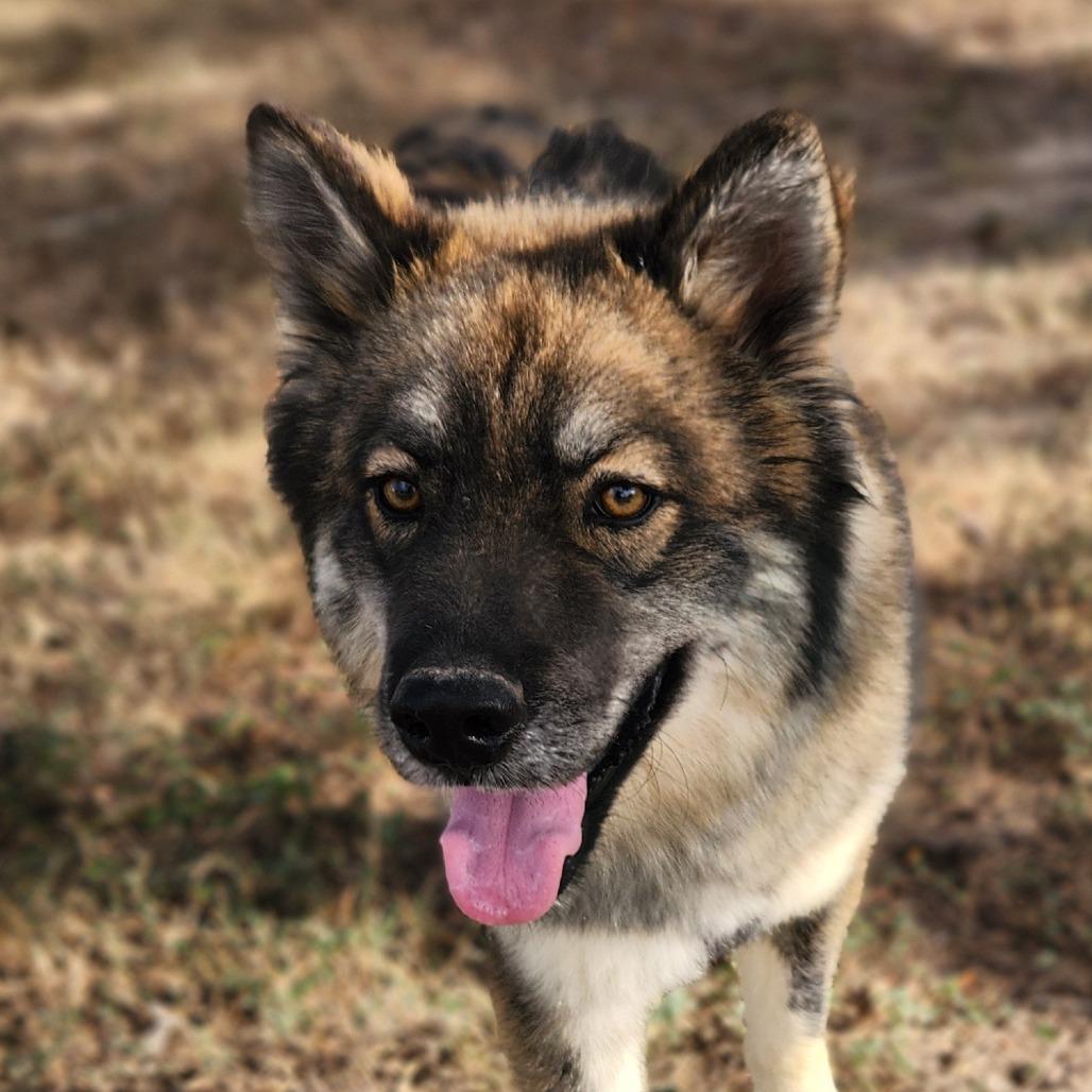 Asher JuM, an adoptable Keeshond, Husky in Von Ormy, TX, 78073 | Photo Image 3