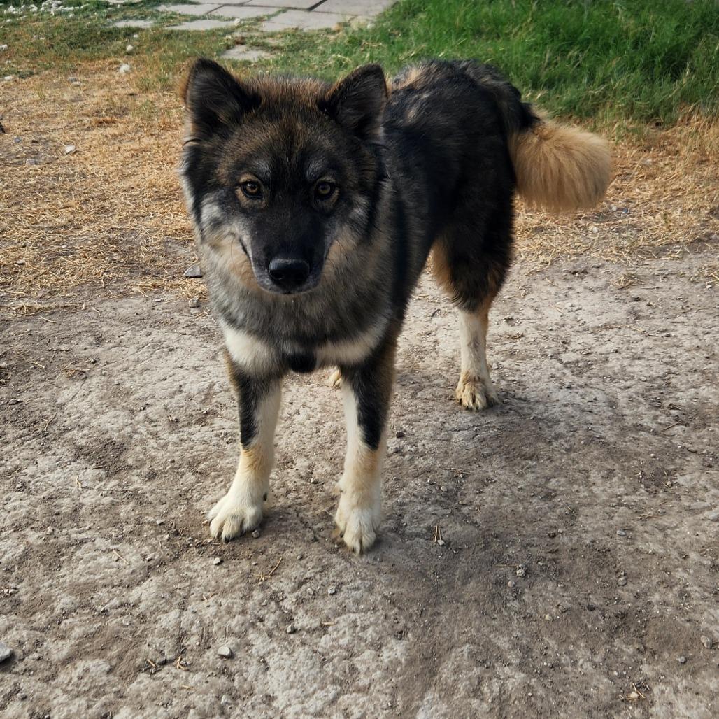 Asher JuM, an adoptable Keeshond, Husky in Von Ormy, TX, 78073 | Photo Image 2
