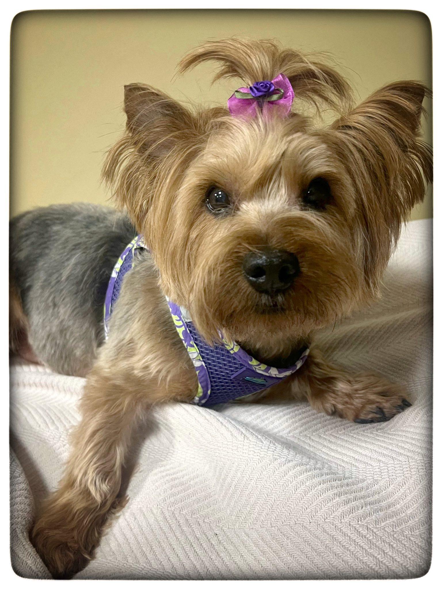 Mabel, adopted, Adult Female Yorkshire Terrier.