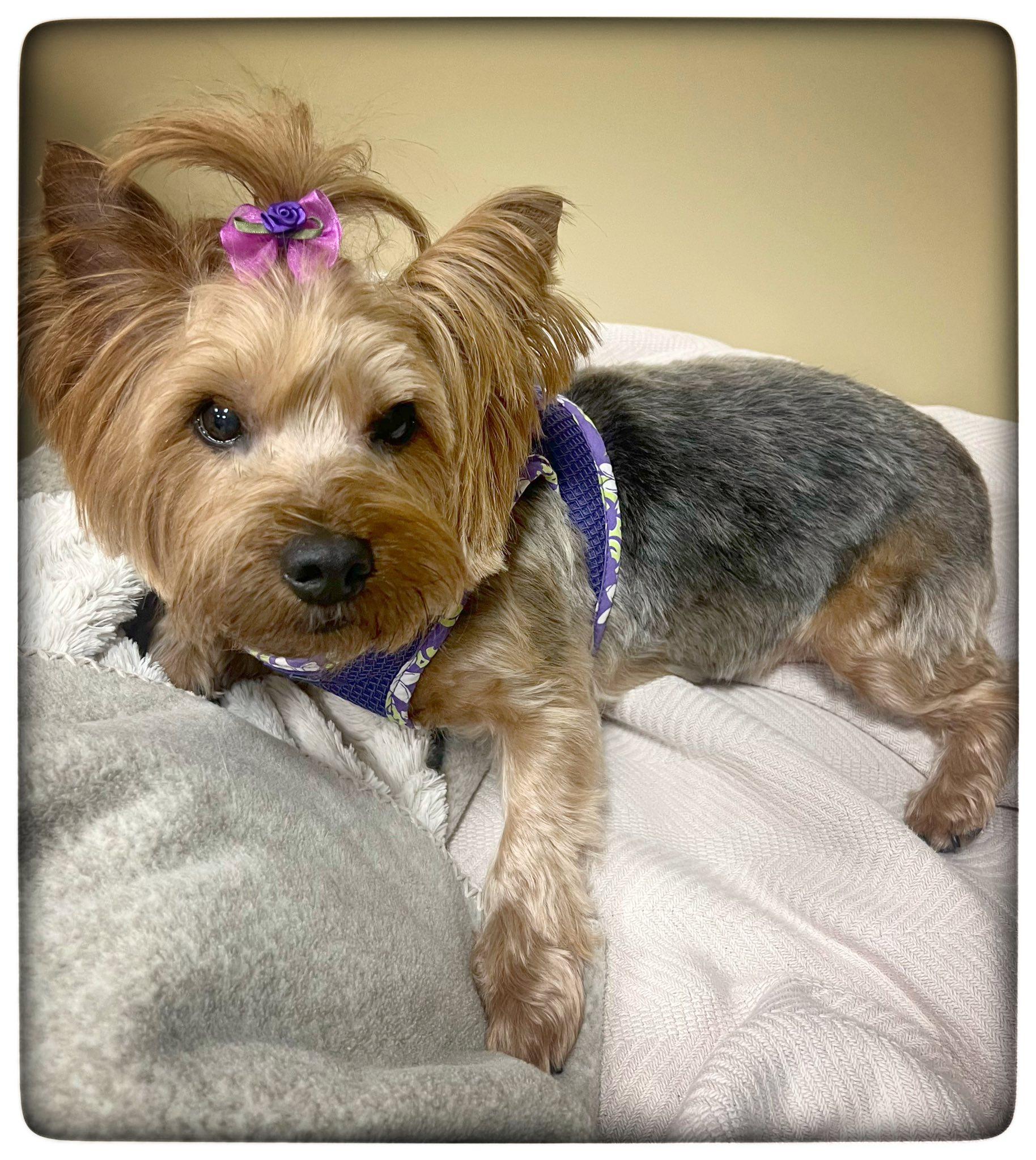 Enlarge Mabel, an adopted Yorkshire Terrier in Antioch, TN image 3/3