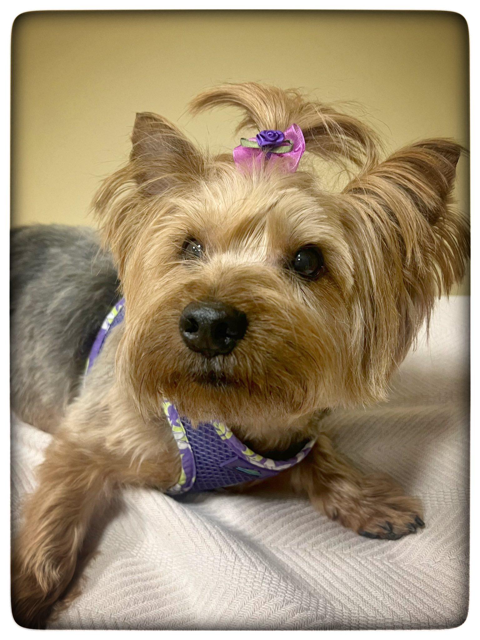 Enlarge Mabel, an adopted Yorkshire Terrier in Antioch, TN image 2/3