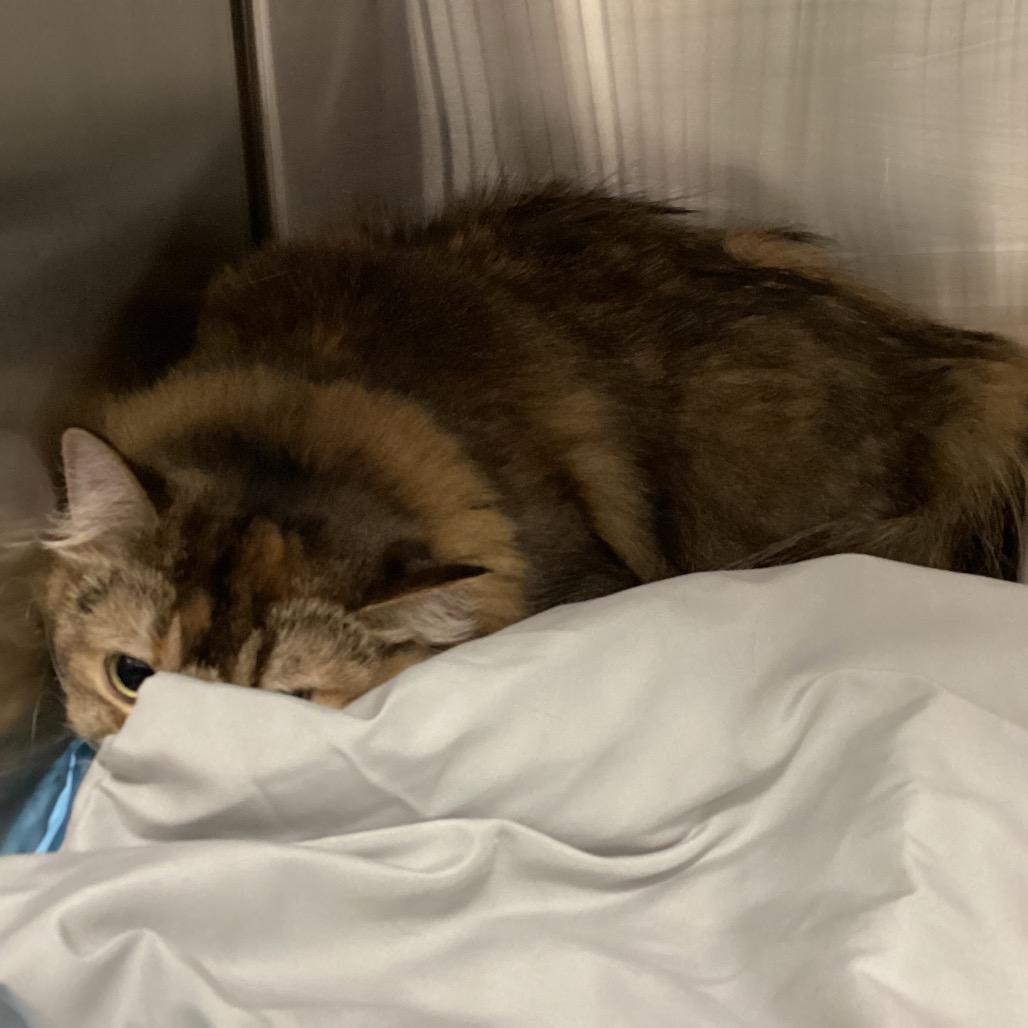 Miel, Adoptable, Adult Female Persian & Himalayan.