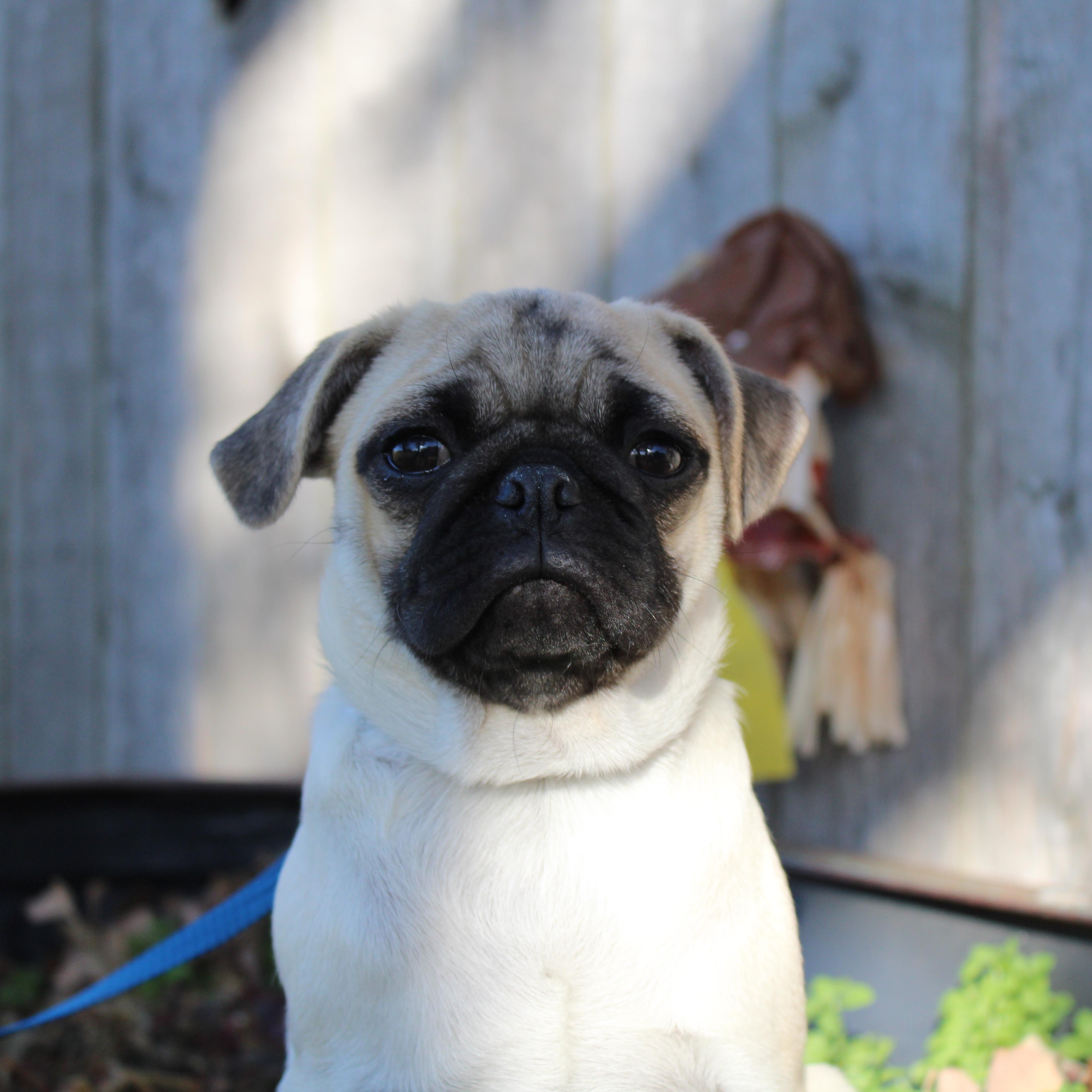 Myrtle, a Adoptable Pug in Neosho, MO image 2/4