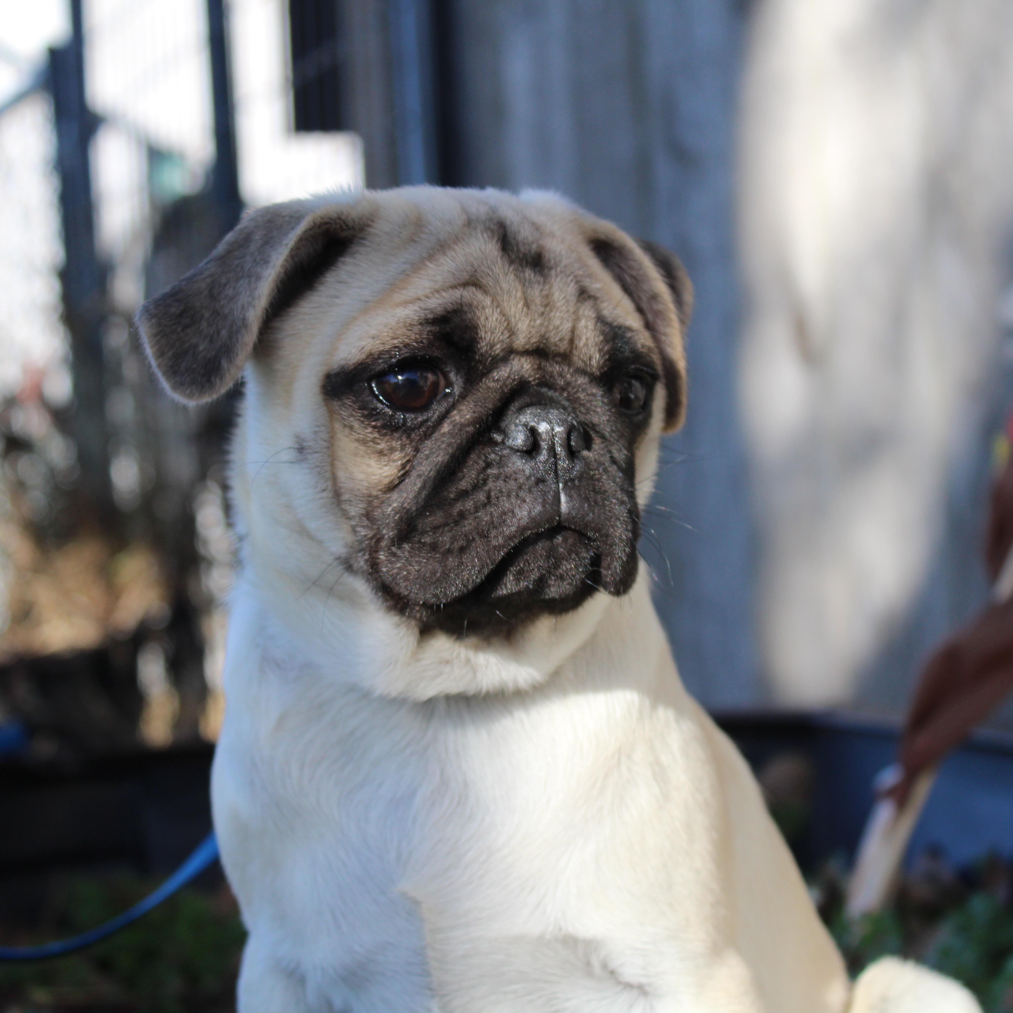 Myrtle, a Adoptable Pug in Neosho, MO image 1/4