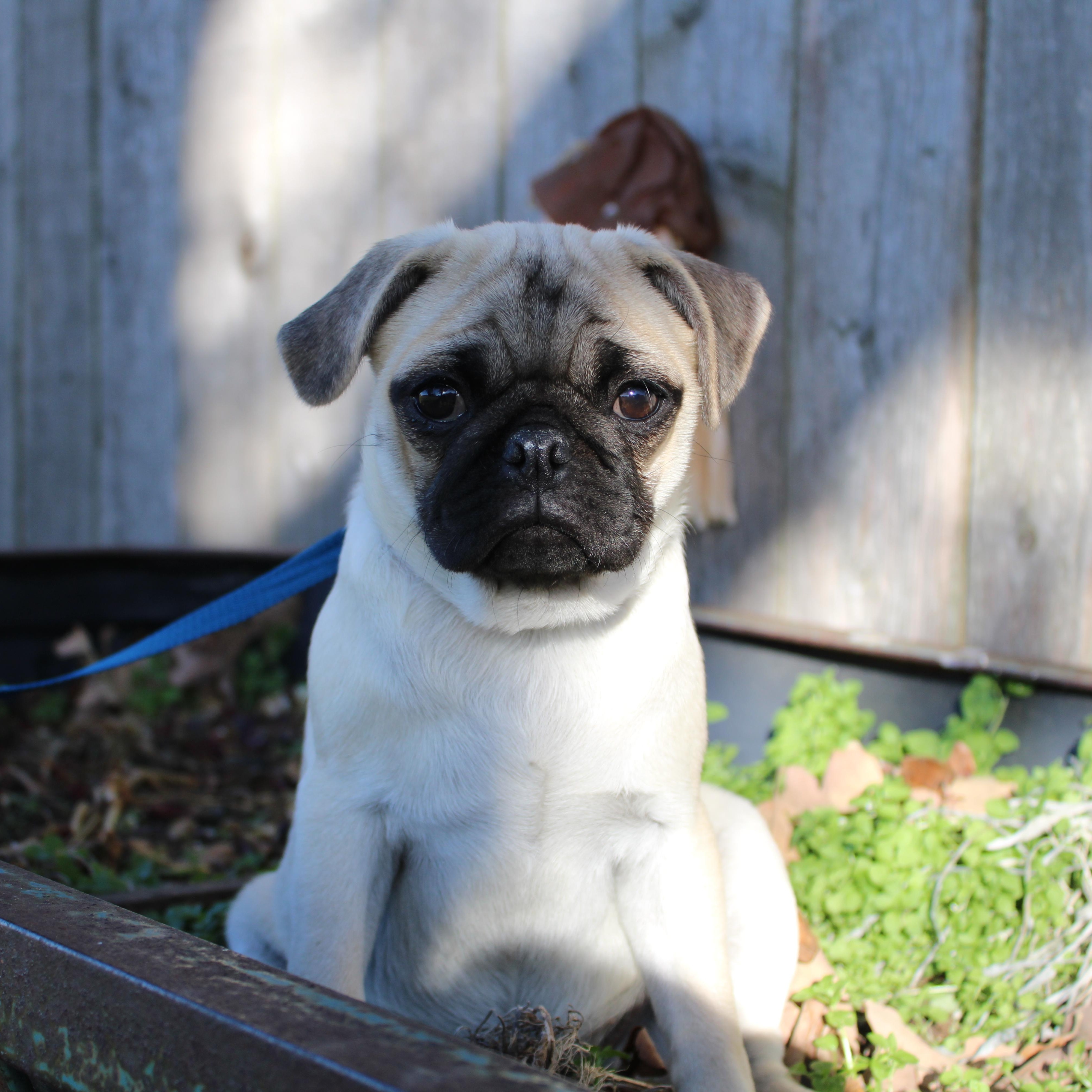 Myrtle, a Adoptable Pug in Neosho, MO image 4/4