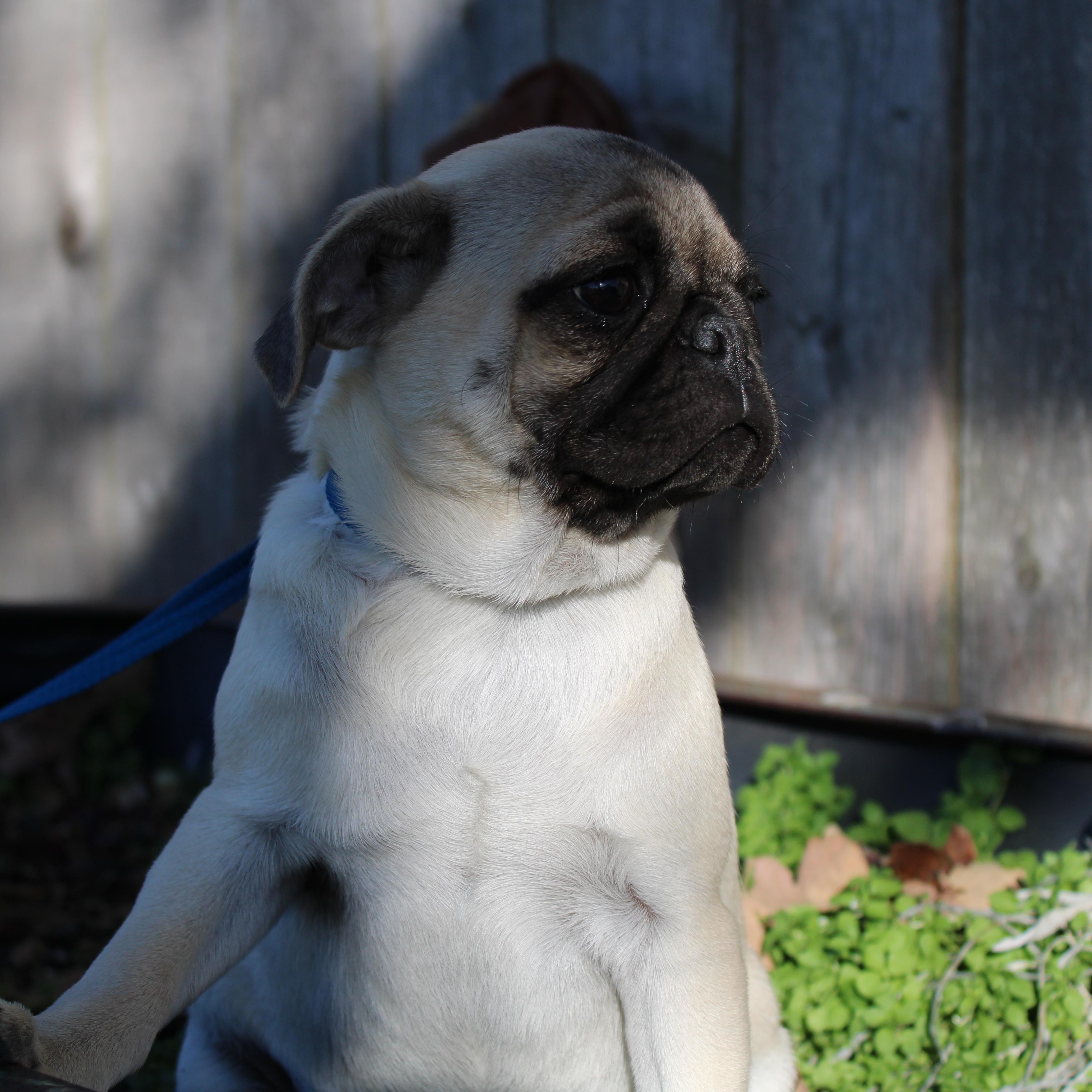 Myrtle, a Adoptable Pug in Neosho, MO image 3/4