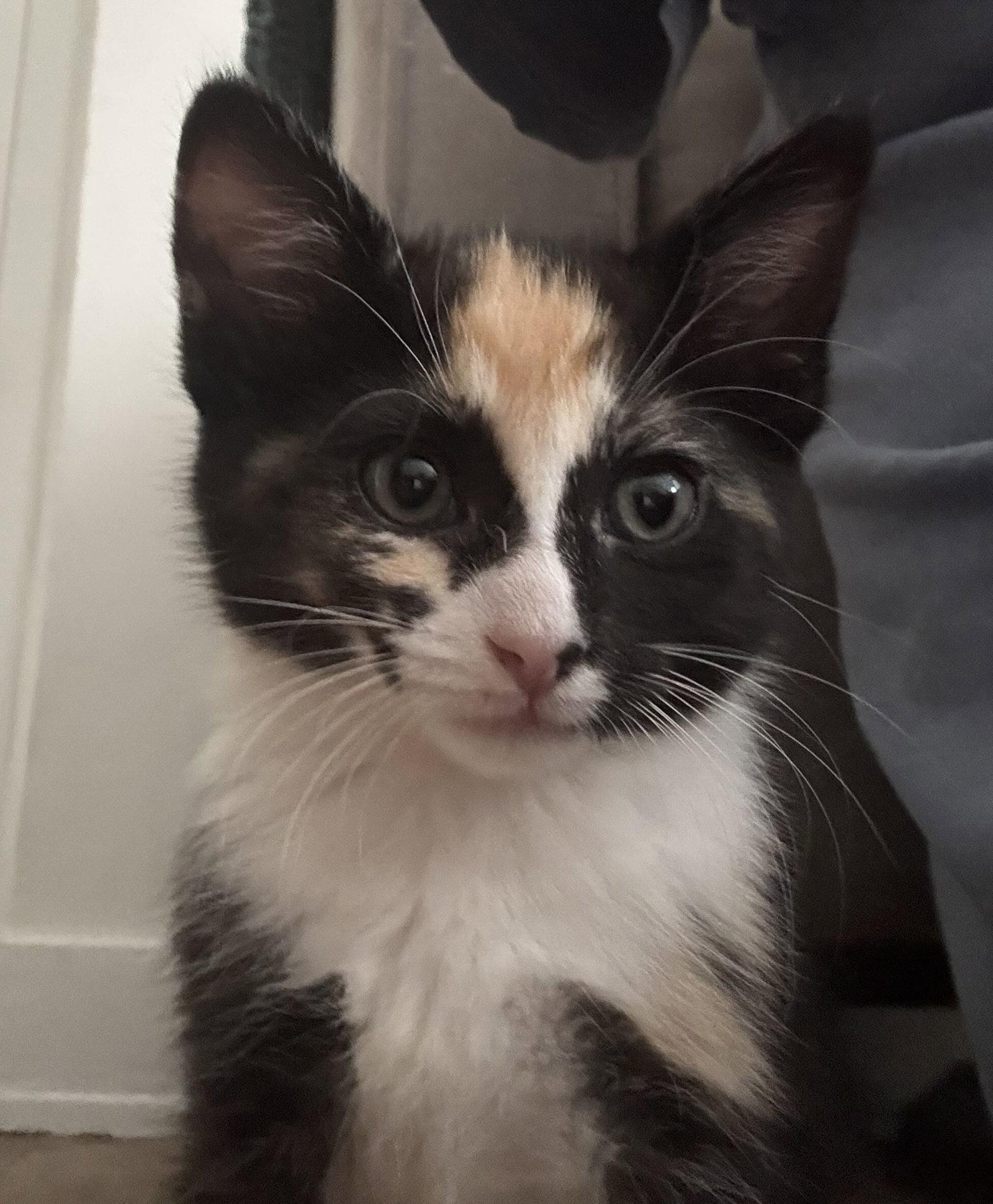 Spicy Basil, Adopted, Kitten Female Calico & Domestic Short Hair.