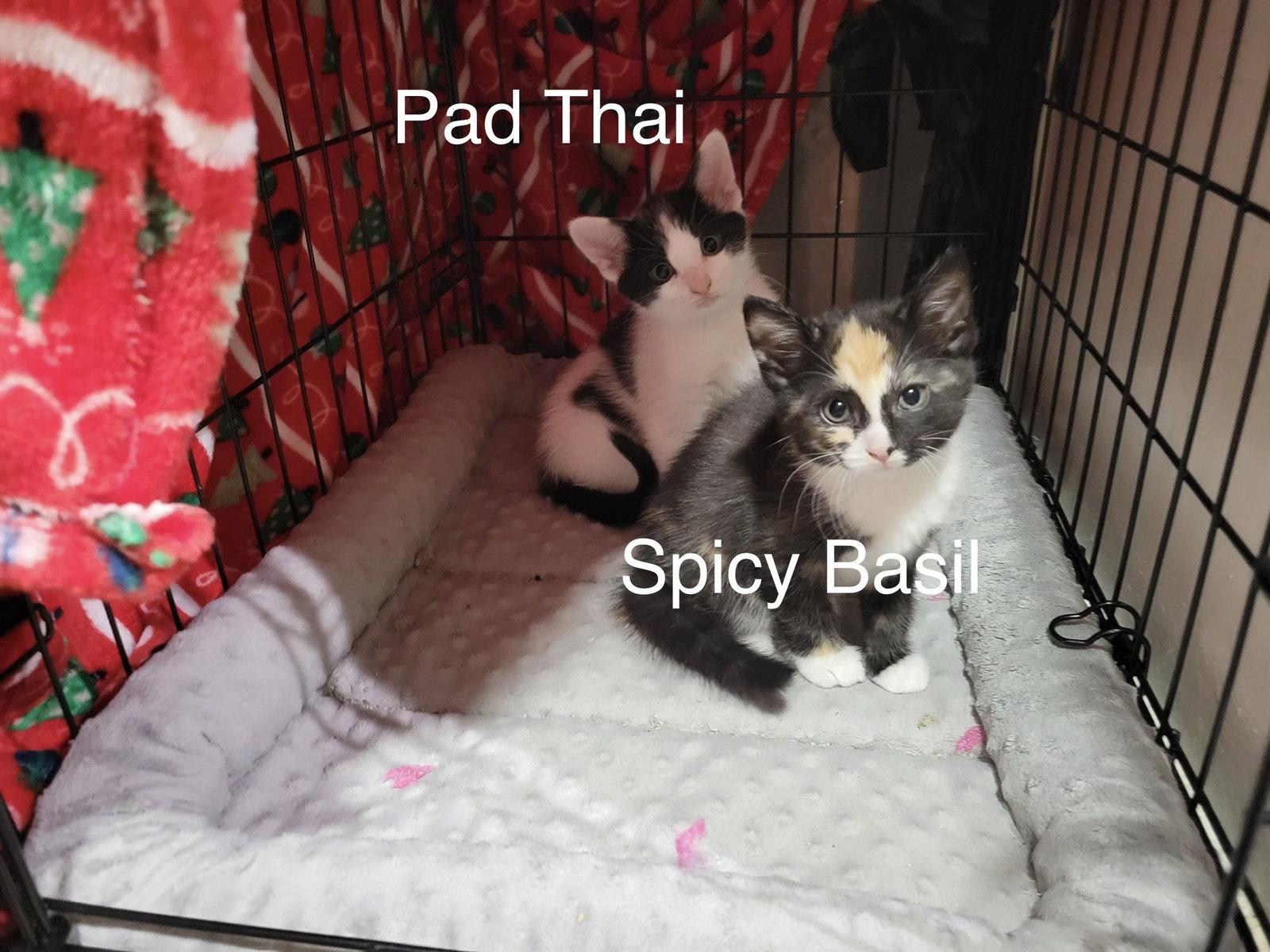 Spicy Basil, a Adopted mixed breed in Buford, GA image 2/3