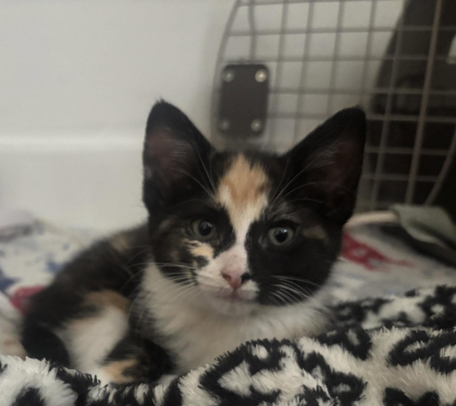 Spicy Basil, a Adopted mixed breed in Buford, GA image 3/3