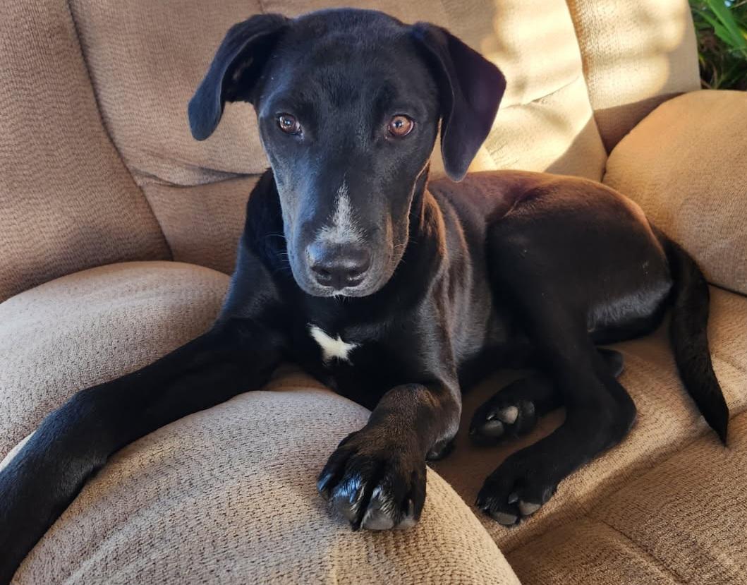 JONAH, a ADOPTABLE mixed breed in Louisville, OH image 1/4