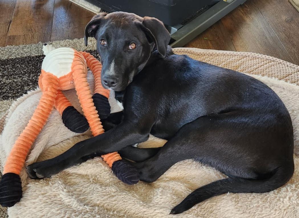JONAH, ADOPTABLE, Young Male Black Labrador Retriever.