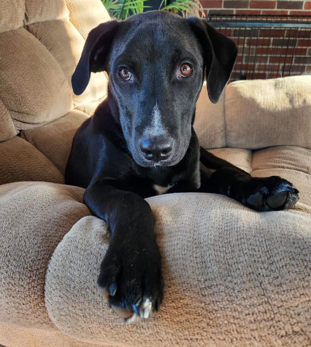 JONAH, a ADOPTABLE mixed breed in Louisville, OH image 4/4