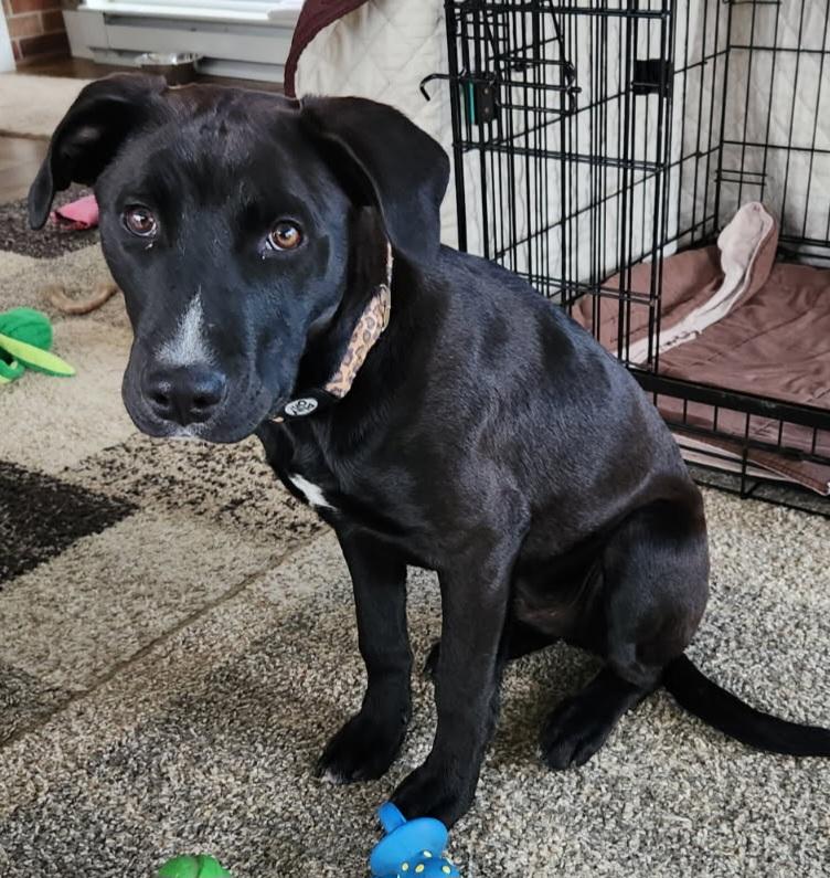 Enlarge JONAH, a ADOPTABLE mixed breed in Louisville, OH image 2/2