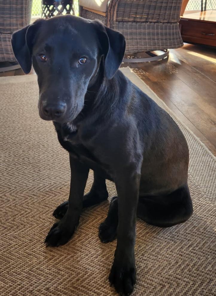 JONAH, a ADOPTABLE mixed breed in Louisville, OH image 3/4