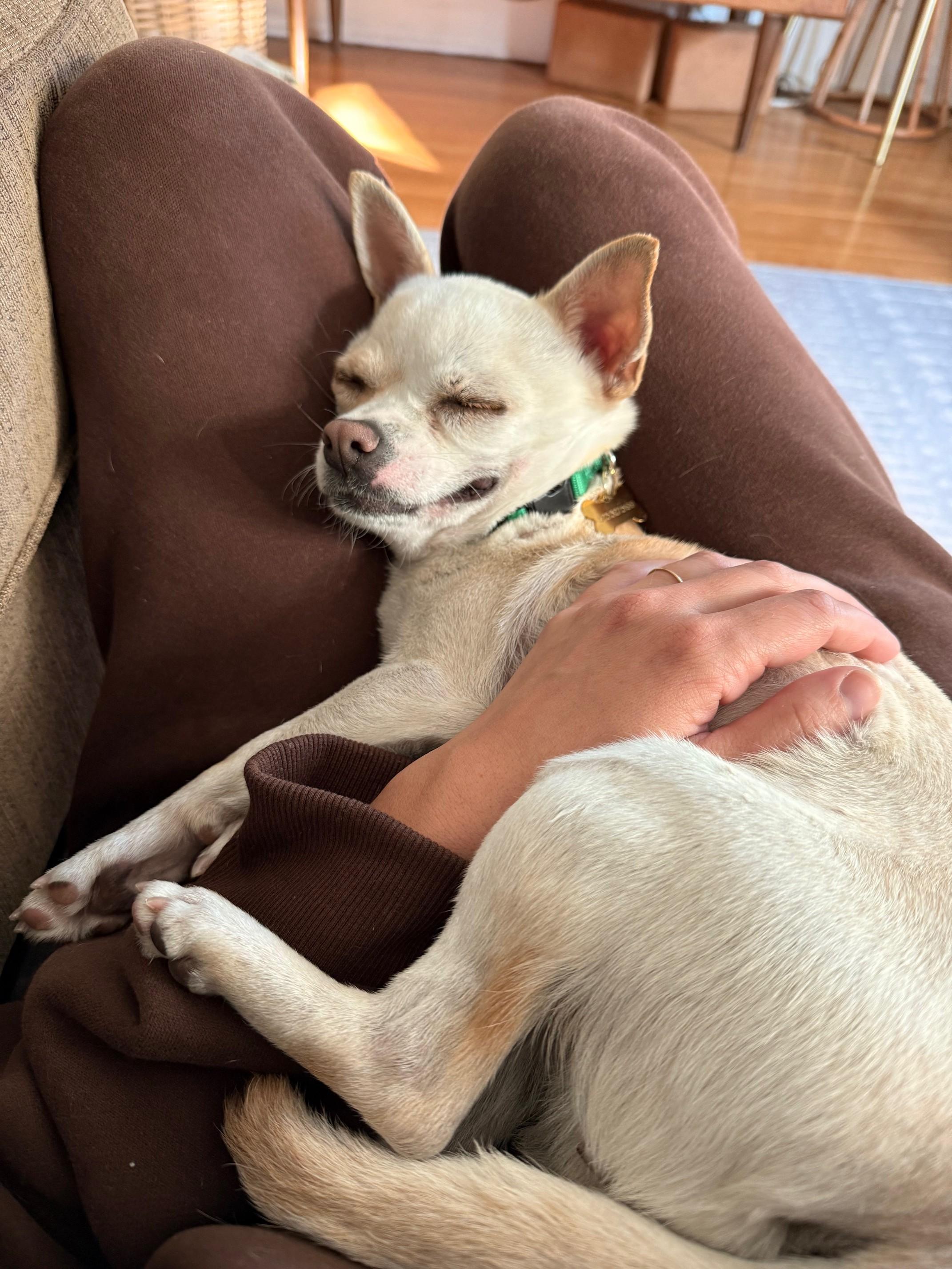 Enlarge Elfie, a ADOPTABLE Chihuahua in Studio City, CA image 4/4