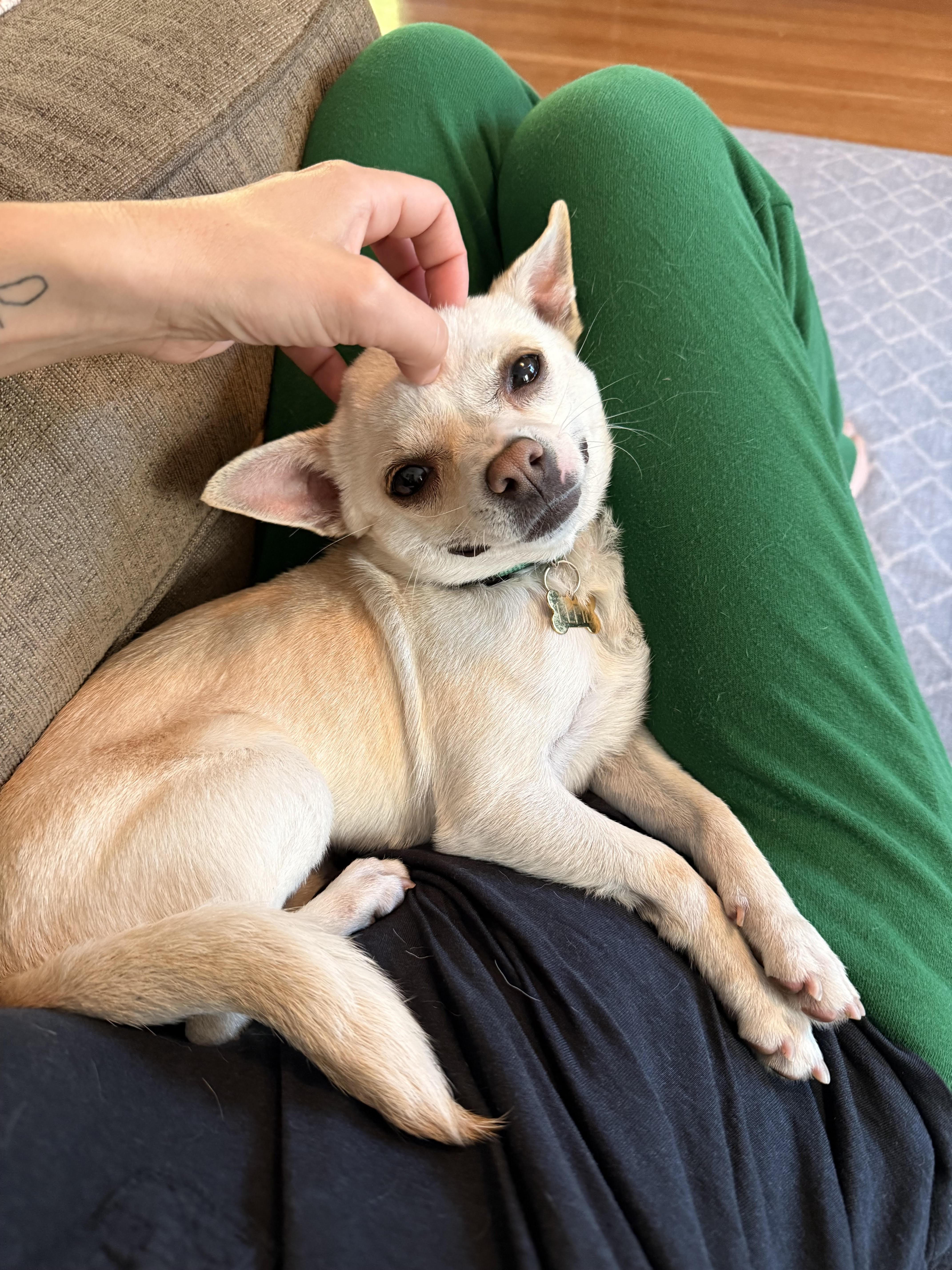 Enlarge Elfie, a ADOPTABLE Chihuahua in Studio City, CA image 2/4