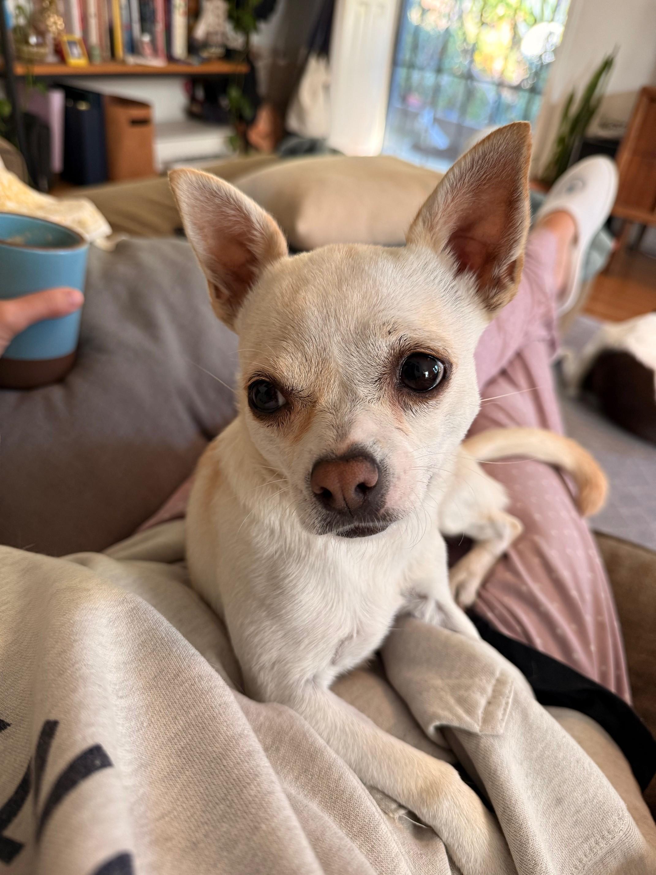 Enlarge Elfie, a ADOPTABLE Chihuahua in Studio City, CA image 3/4