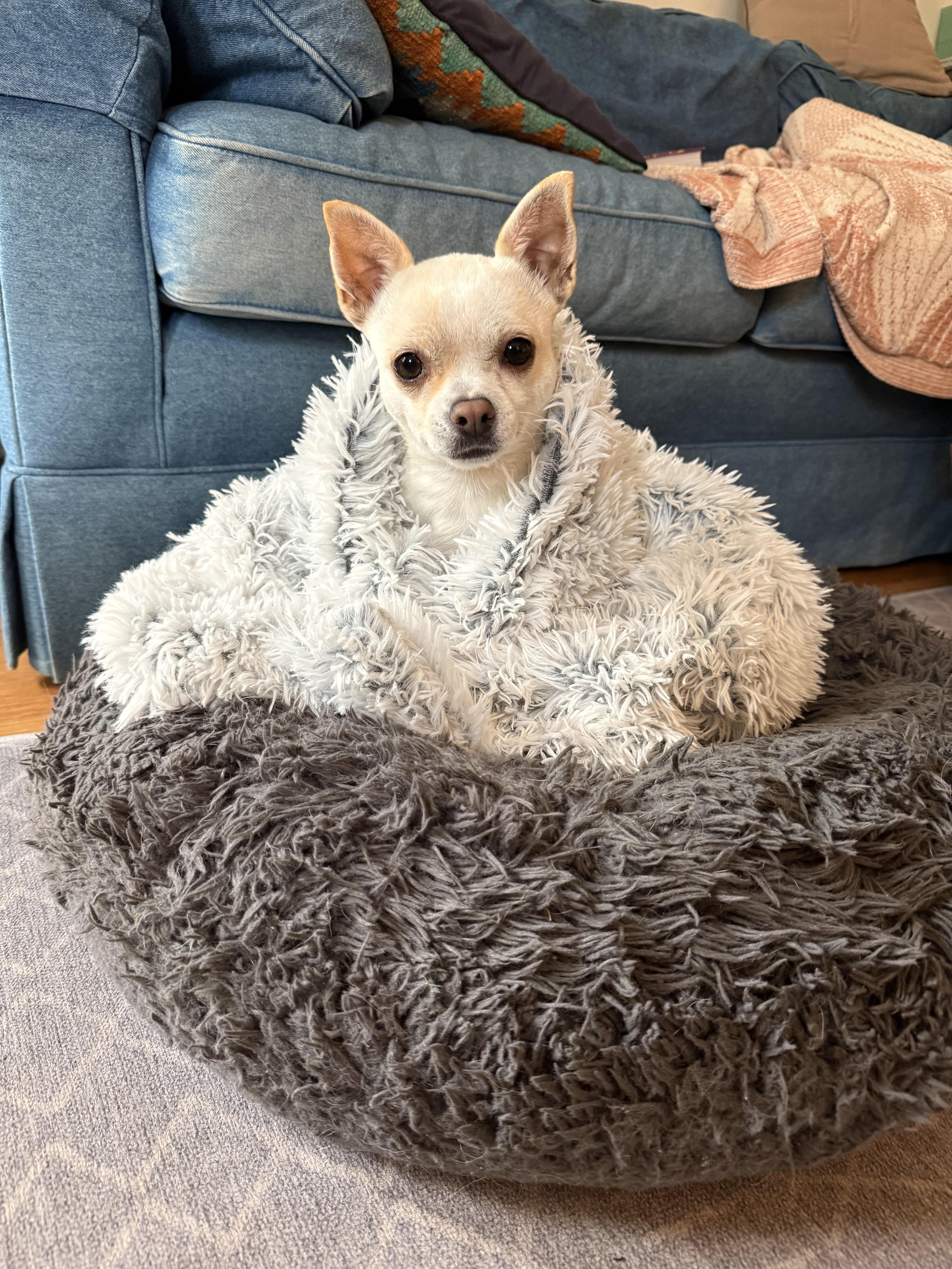 Elfie, ADOPTABLE, Adult Female Chihuahua.