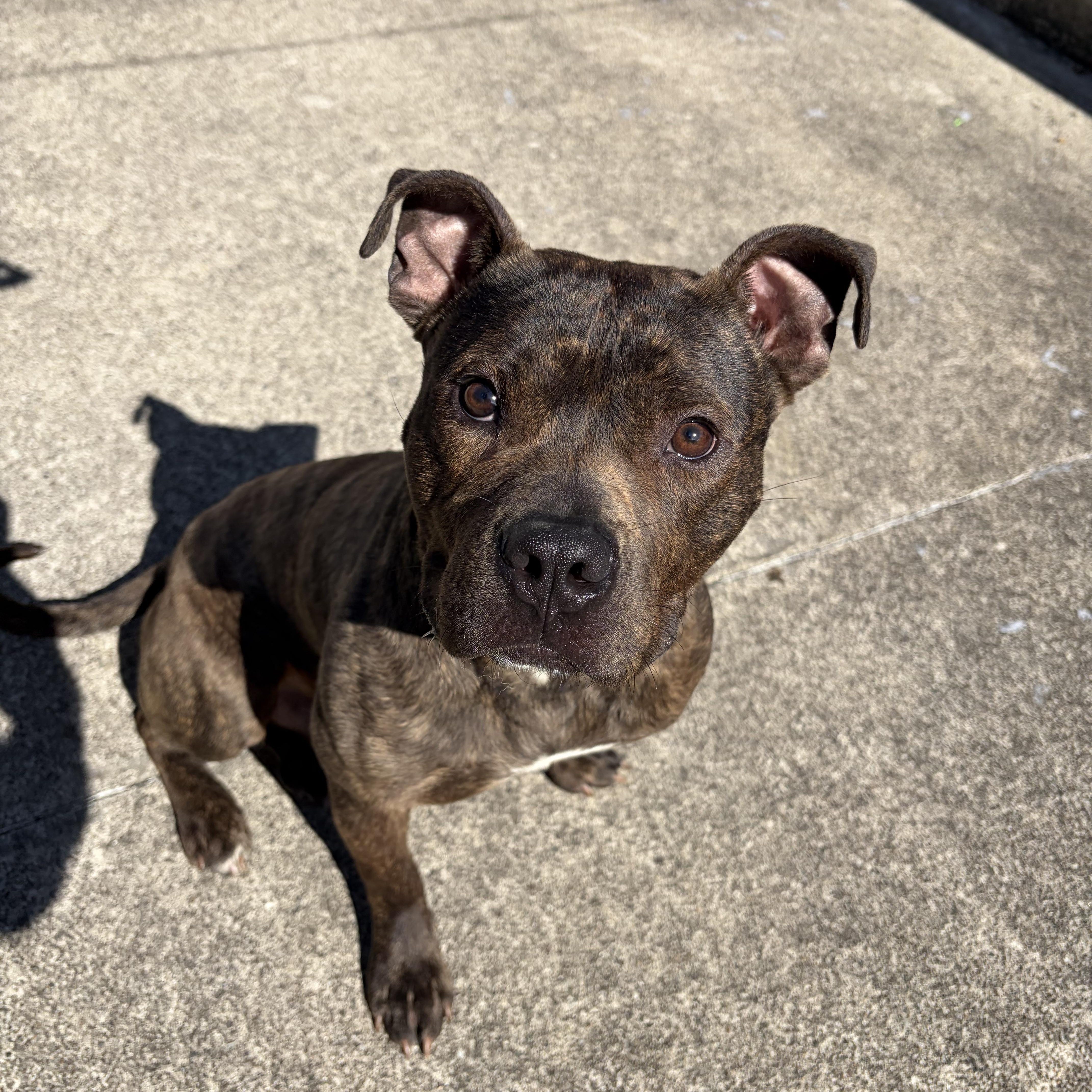 Enlarge Papi, an adopted mixed breed in Mendham, NJ image 3/4