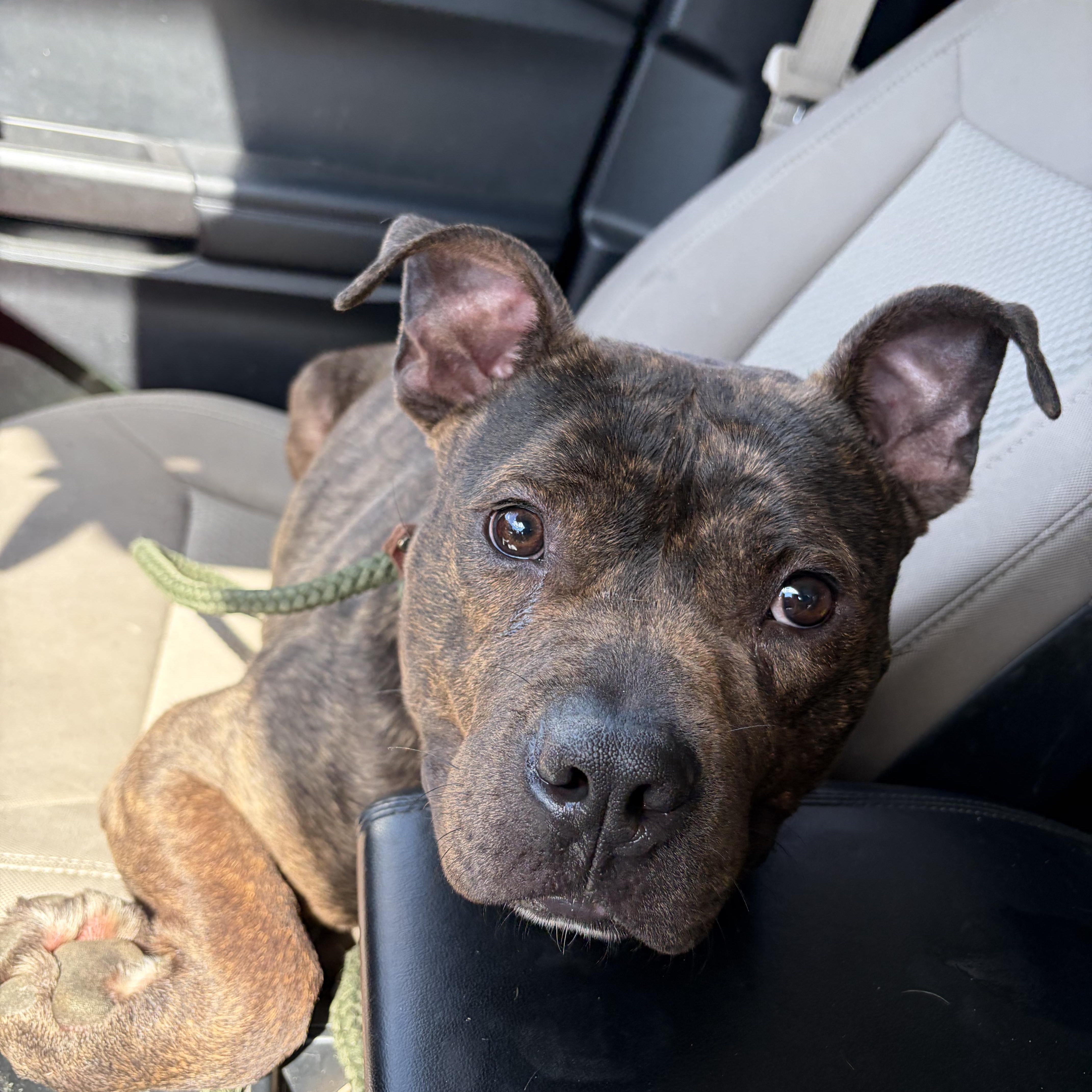 Papi, adopted, Young Male Terrier.