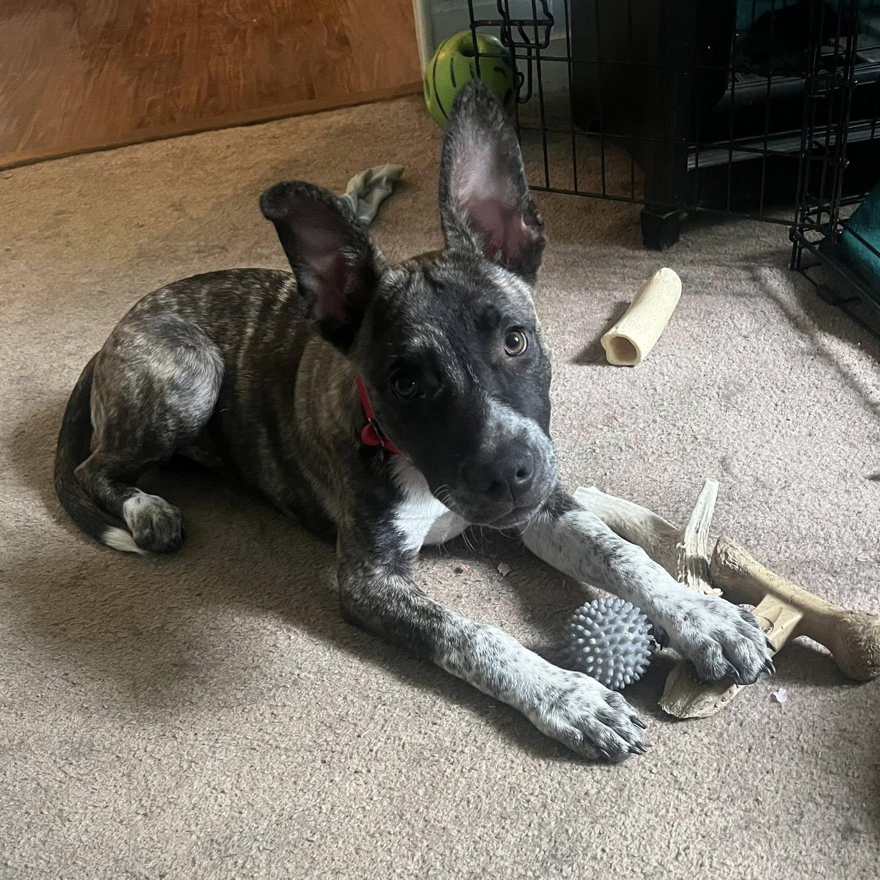 Smokey, ADOPTABLE, Puppy Male Australian Cattle Dog / Blue Heeler.