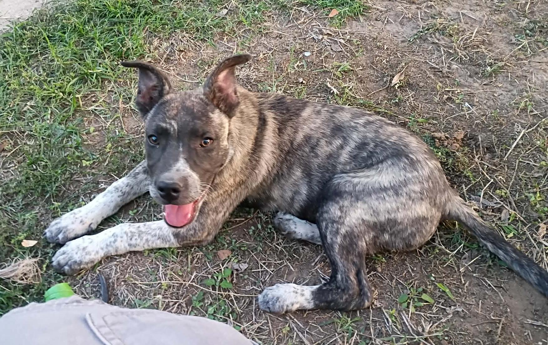 Enlarge Smokey, a ADOPTABLE mixed breed in Paramus, NJ image 5/6