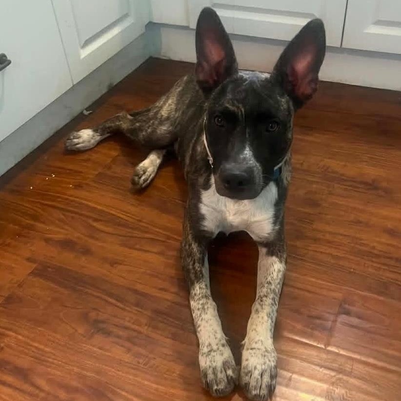 Smokey, ADOPTABLE, Puppy Male Australian Cattle Dog / Blue Heeler.