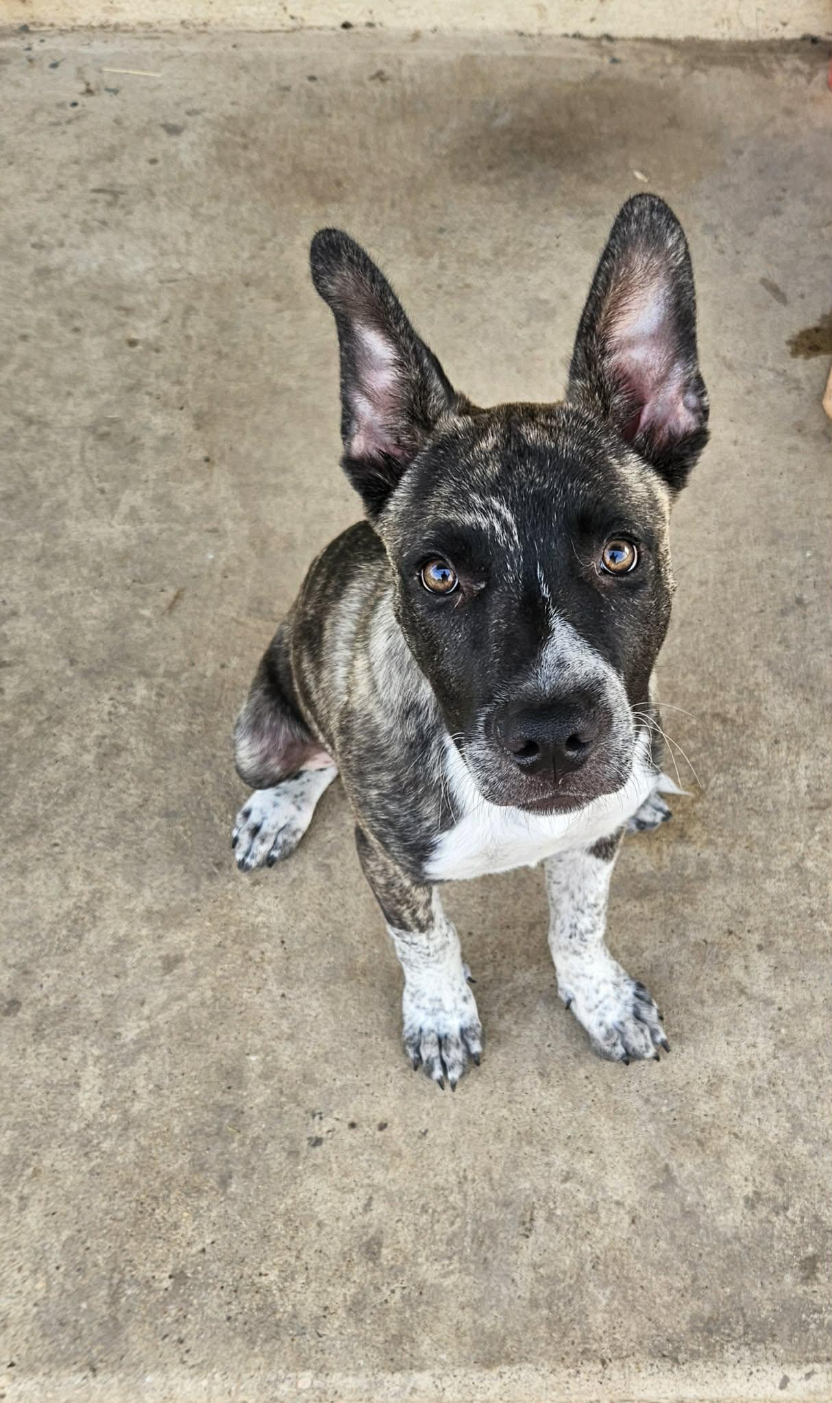 Enlarge Smokey, a ADOPTABLE mixed breed in Paramus, NJ image 4/6