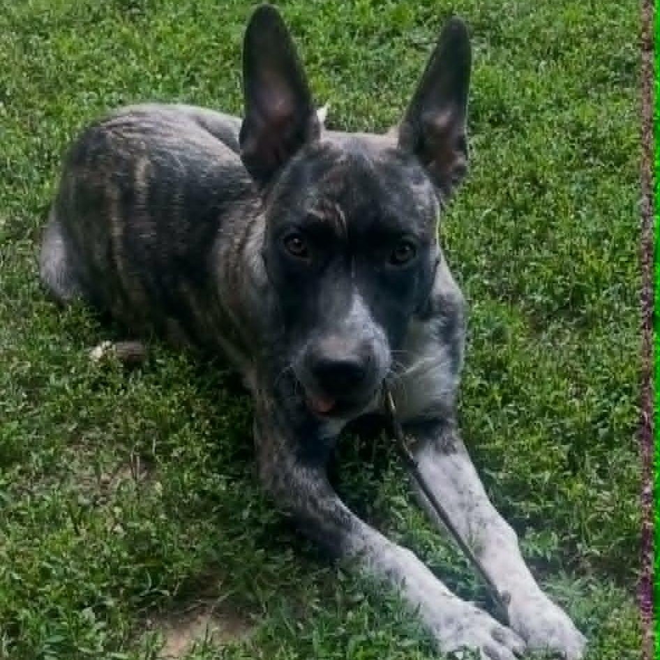Smokey, ADOPTABLE, Puppy Male Australian Cattle Dog / Blue Heeler.