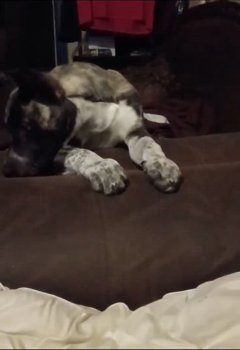 Enlarge Smokey, a ADOPTABLE mixed breed in Paramus, NJ video 6/6