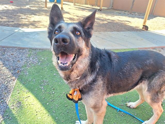ANGELICA, Adoptable, Adult Female German Shepherd Dog.