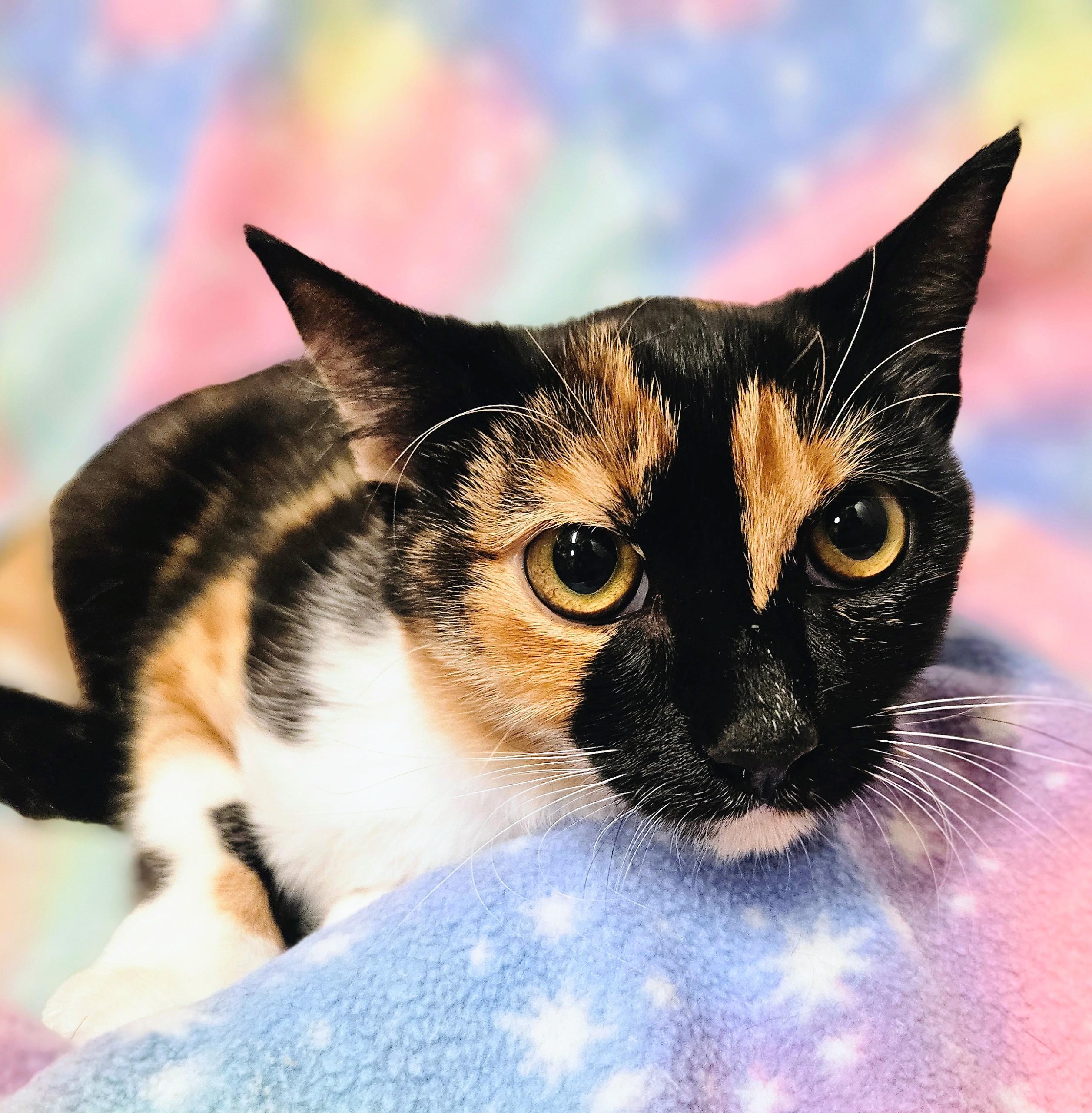 Enlarge Penny - Rancho Cucamonga PetSmart, a Adopted Calico in Rancho Cucamonga, CA image 2/4