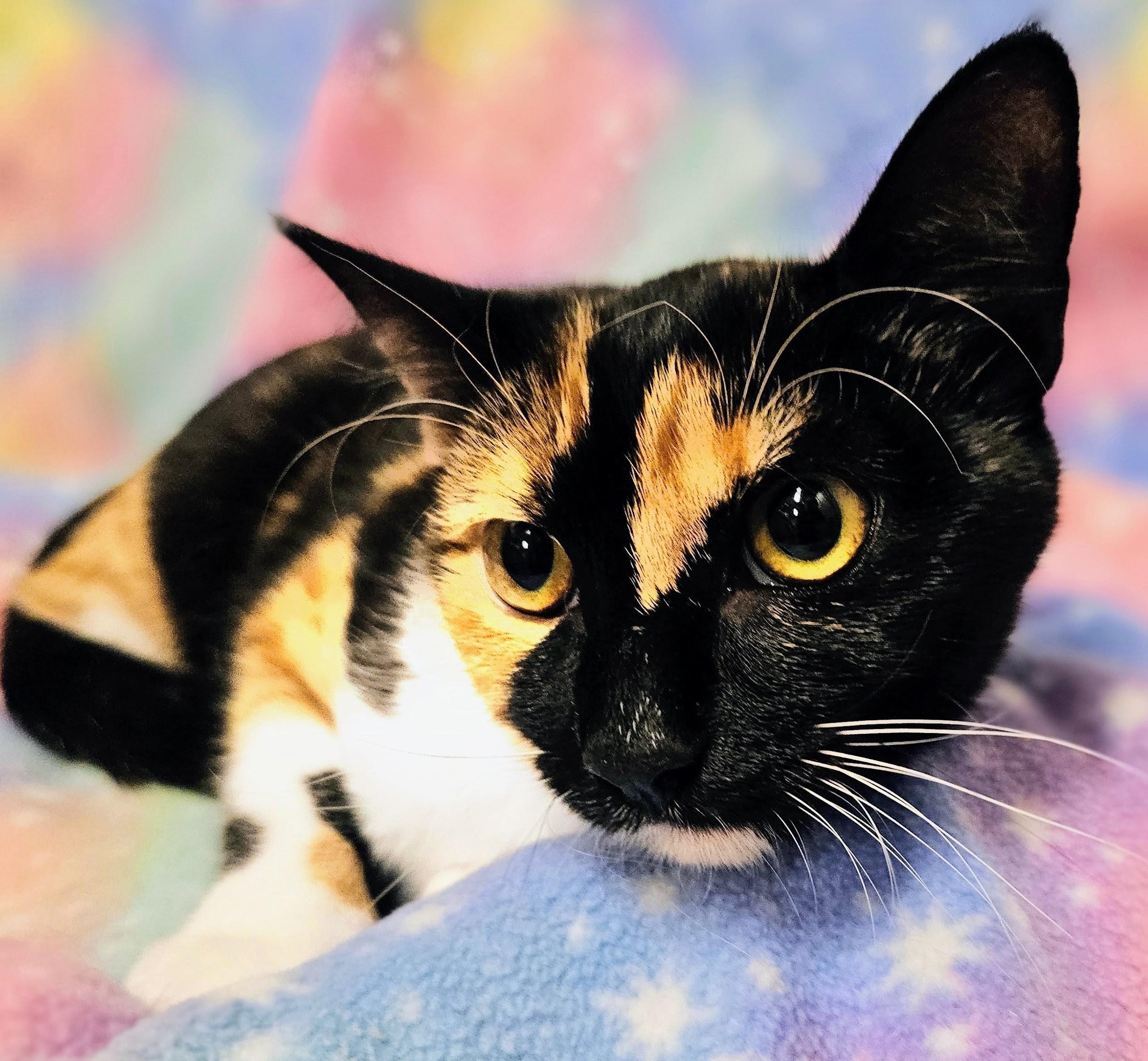 Enlarge Penny - Rancho Cucamonga PetSmart, a Adopted Calico in Rancho Cucamonga, CA image 3/4