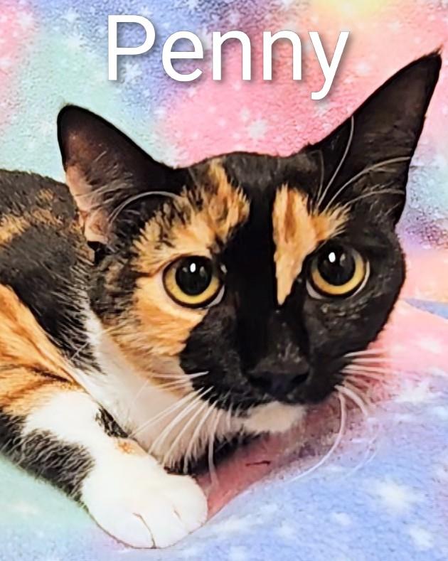 Penny - Rancho Cucamonga PetSmart, Adopted, Young Female Calico.