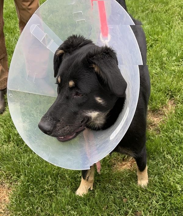 Enlarge Dexter, a Adoptable mixed breed in Vancouver, WA image 1/2