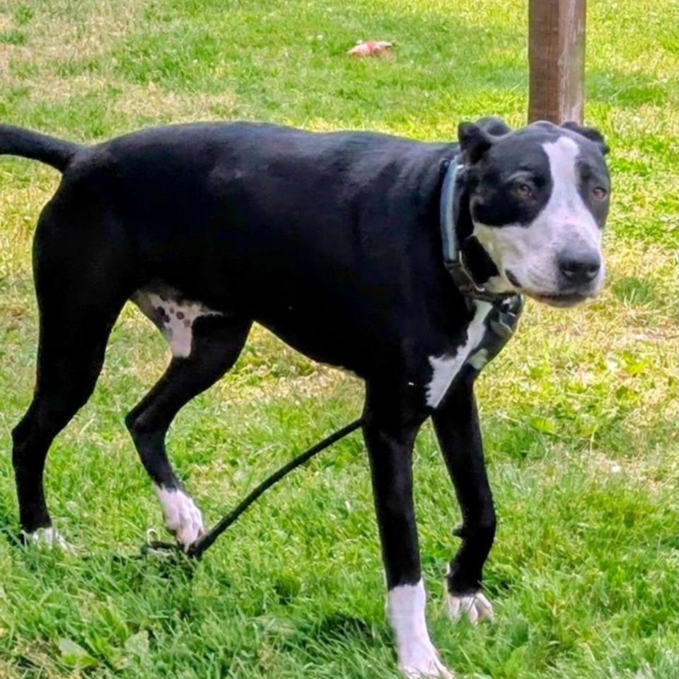 Dunder, Adoptable, Adult Male Mixed Breed.