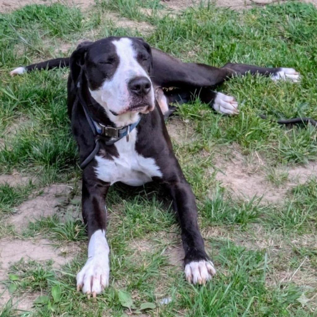 Enlarge Dunder, a Adoptable Mixed Breed in Jeffersonville, IN image 2/5