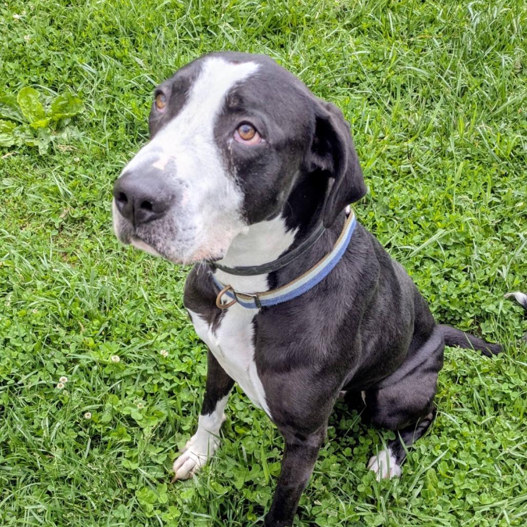 Enlarge Dunder, a Adoptable Mixed Breed in Jeffersonville, IN image 3/5