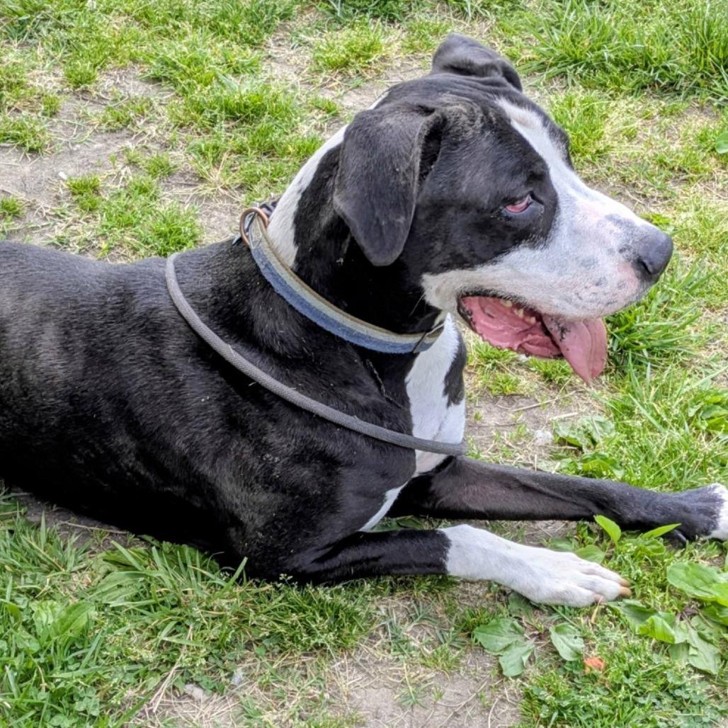 Enlarge Dunder, a Adoptable Mixed Breed in Jeffersonville, IN image 4/5