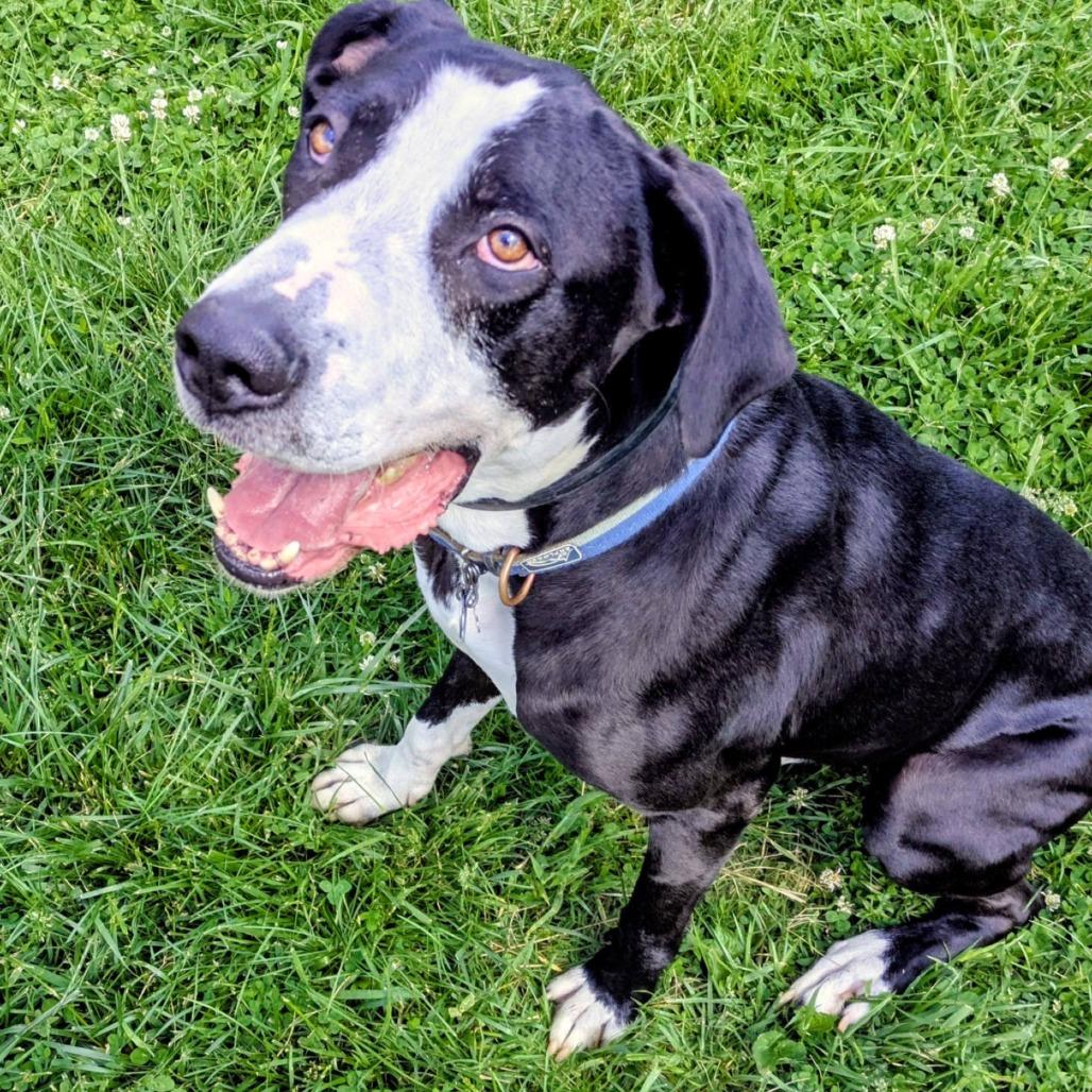 Enlarge Dunder, a Adoptable Mixed Breed in Jeffersonville, IN image 5/5