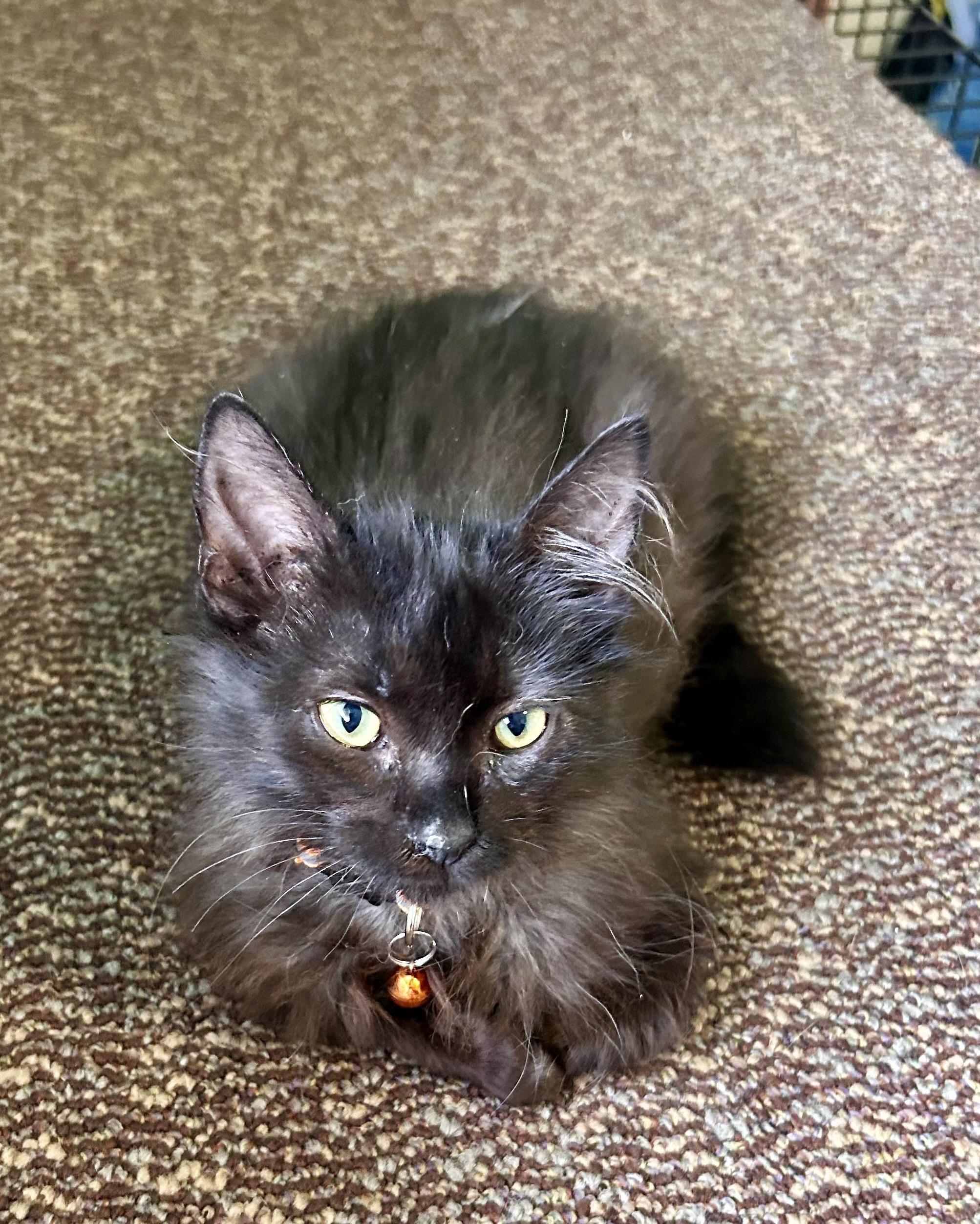 Morpheus, ADOPTABLE, Kitten Male Domestic Long Hair.