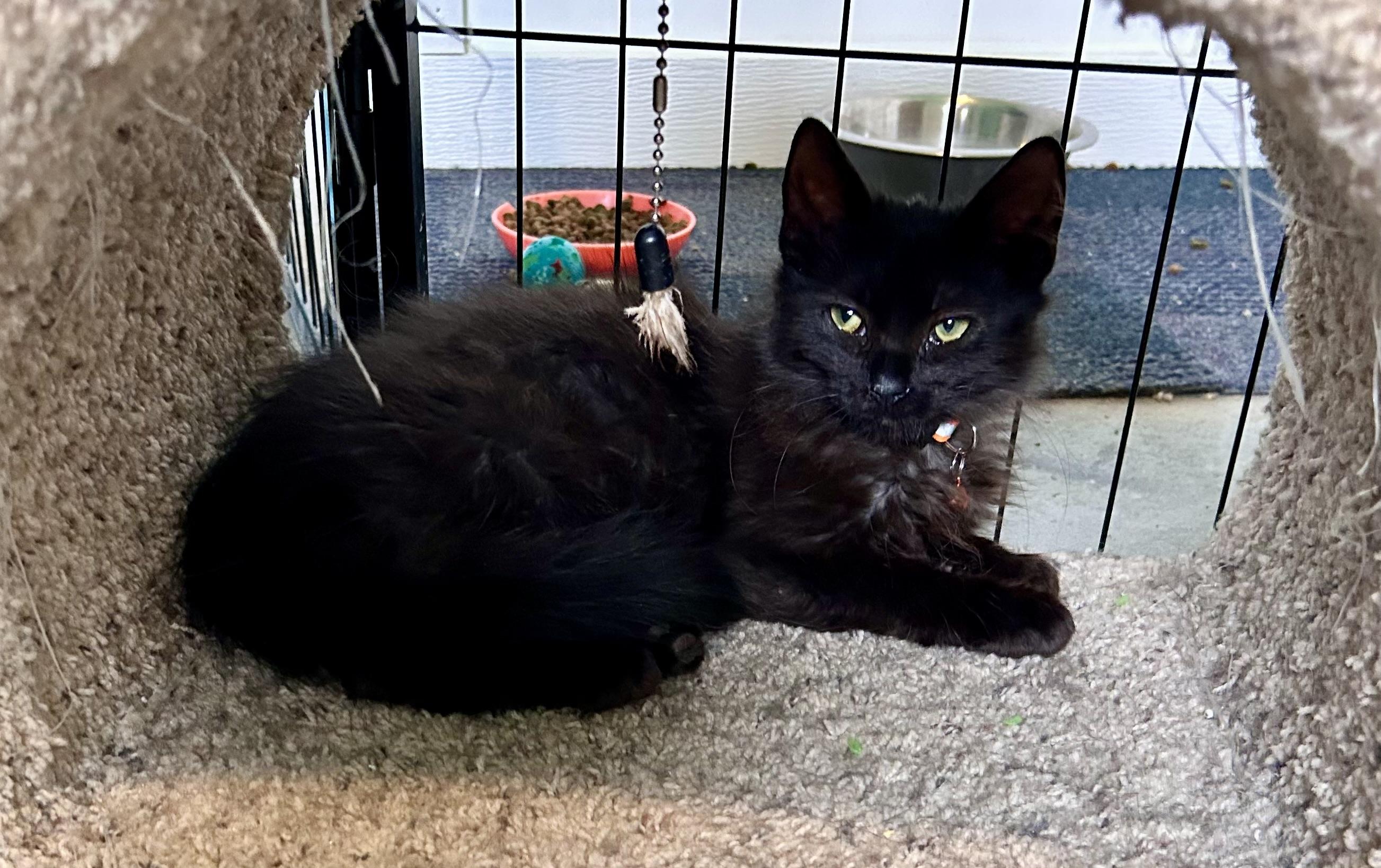 Enlarge Morpheus, a ADOPTABLE Domestic Long Hair in Ephrata, WA image 3/3