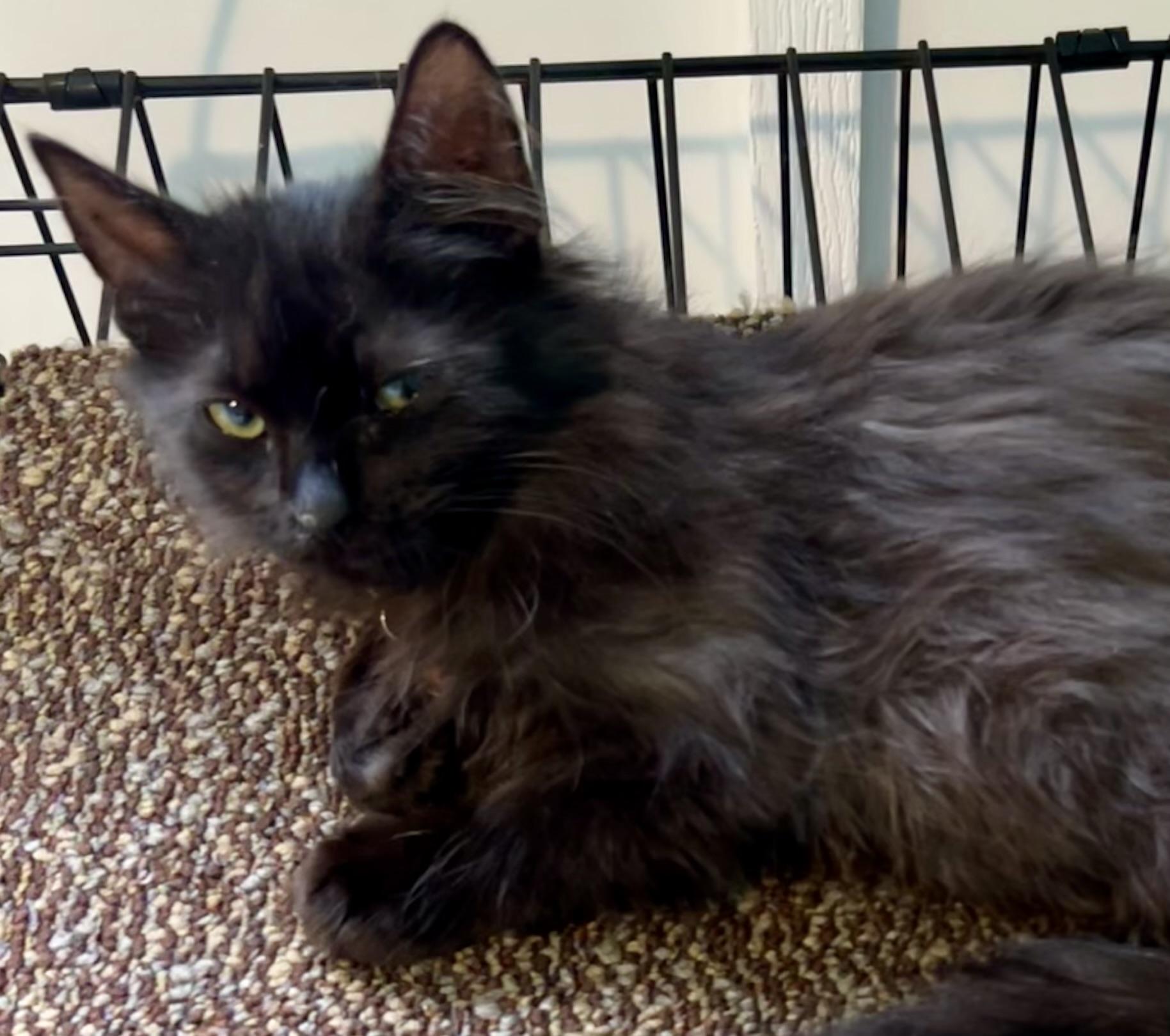 Enlarge Morpheus, a ADOPTABLE Domestic Long Hair in Ephrata, WA image 2/3