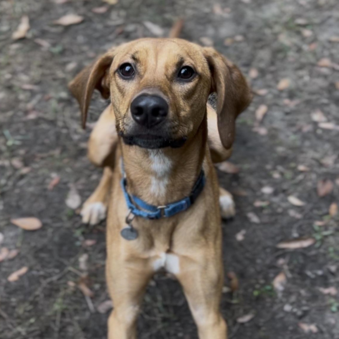 Enlarge Missy (in foster care), a Adoptable Hound in Charleston, SC image 2/6
