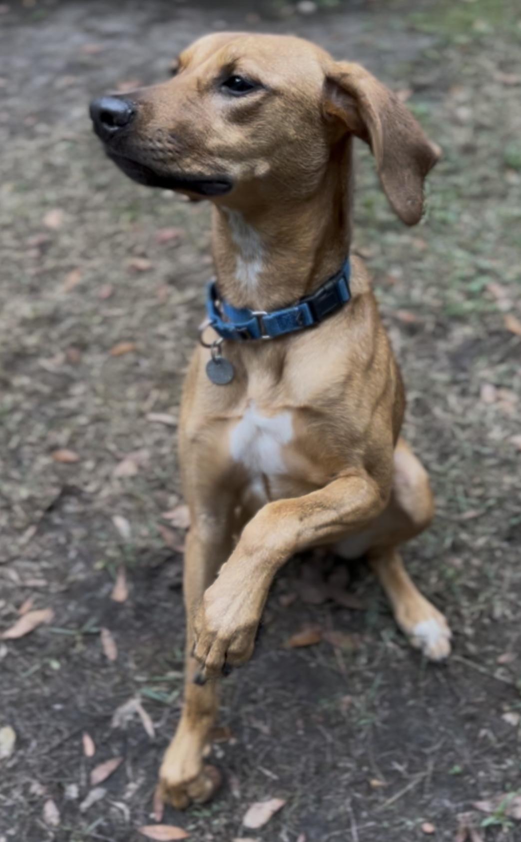 Enlarge Missy (in foster care), a Adoptable Hound in Charleston, SC image 6/6