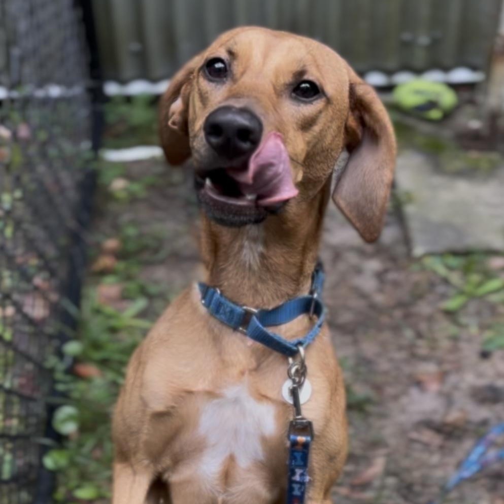 Enlarge Missy (in foster care), a Adoptable Hound in Charleston, SC image 5/6
