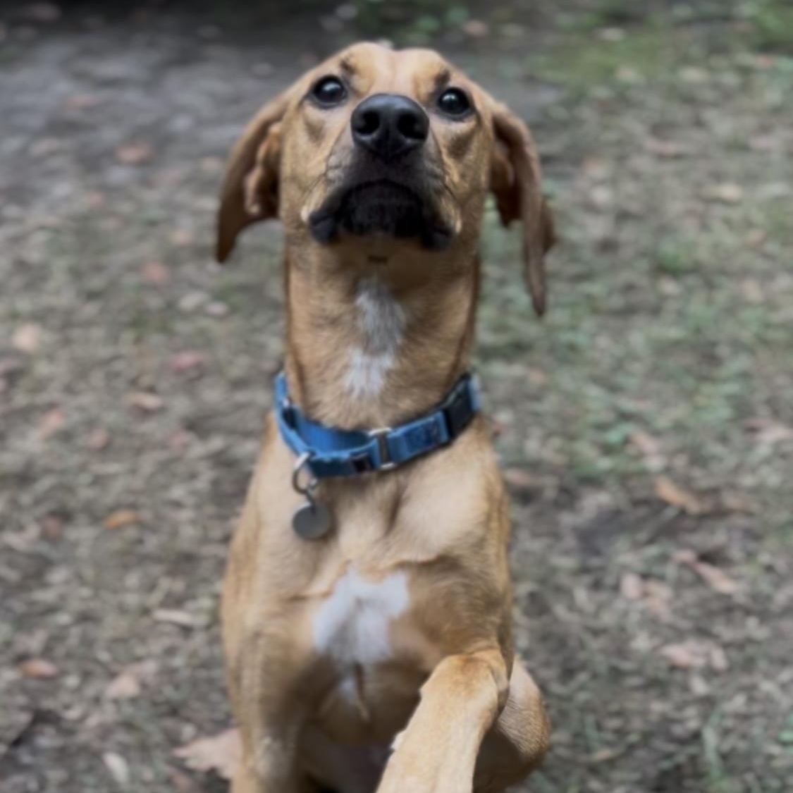 Enlarge Missy (in foster care), a Adoptable Hound in Charleston, SC image 4/6