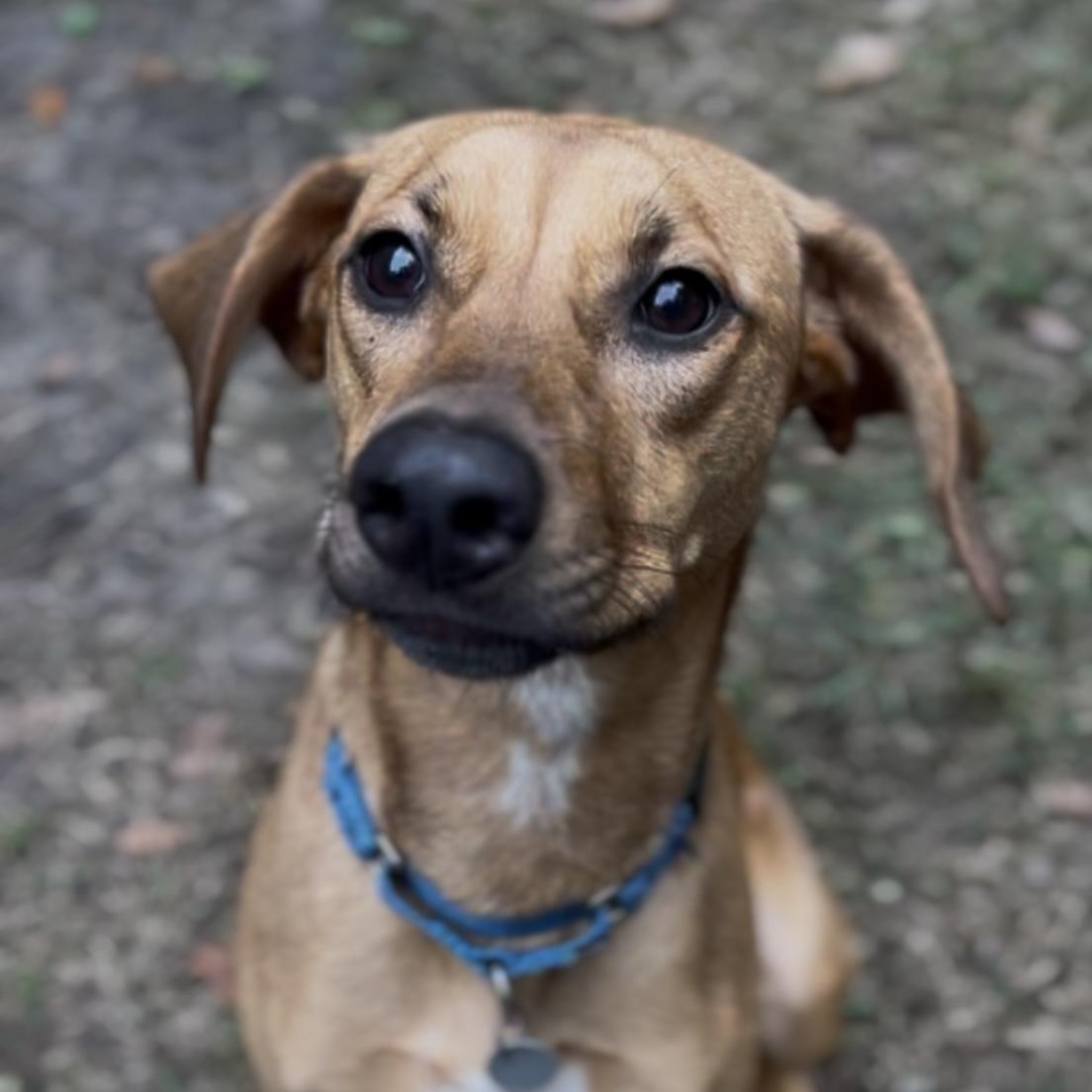 Enlarge Missy (in foster care), a Adoptable Hound in Charleston, SC image 3/6