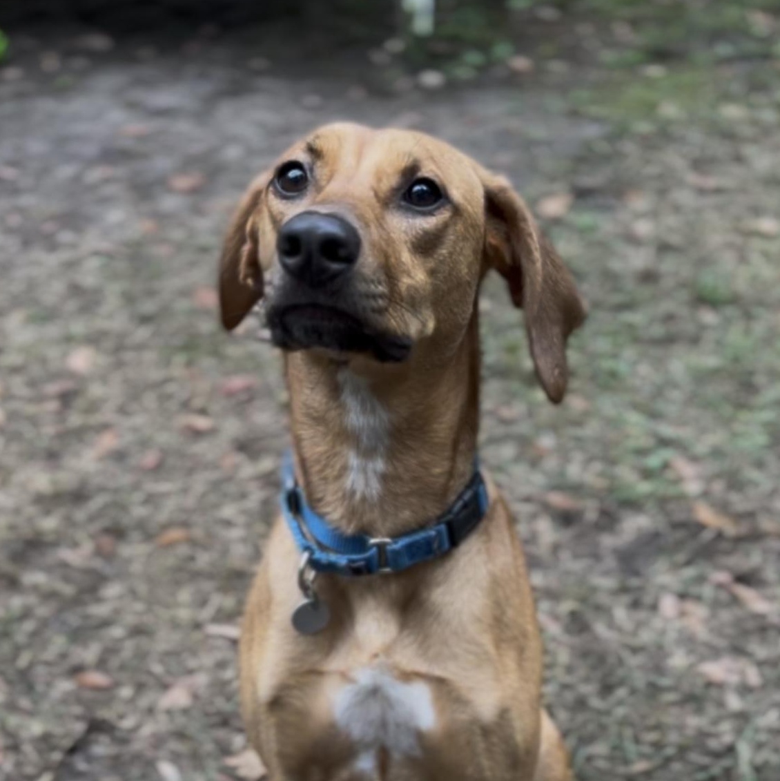 Missy (in foster care), Adoptable, Adult Female Hound.