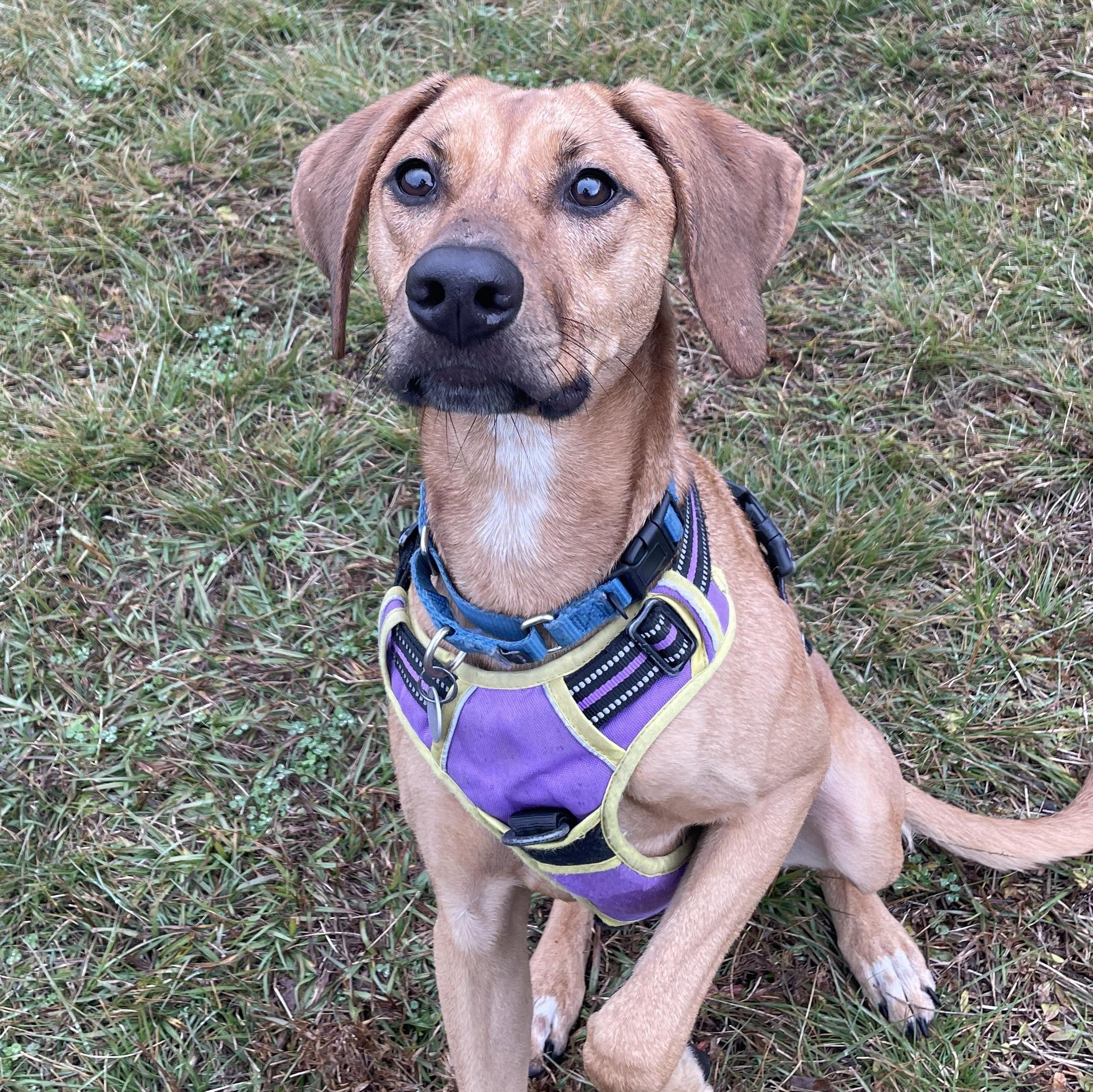 Enlarge Missy (in foster care), a Adoptable Hound in Charleston, SC image 5/6